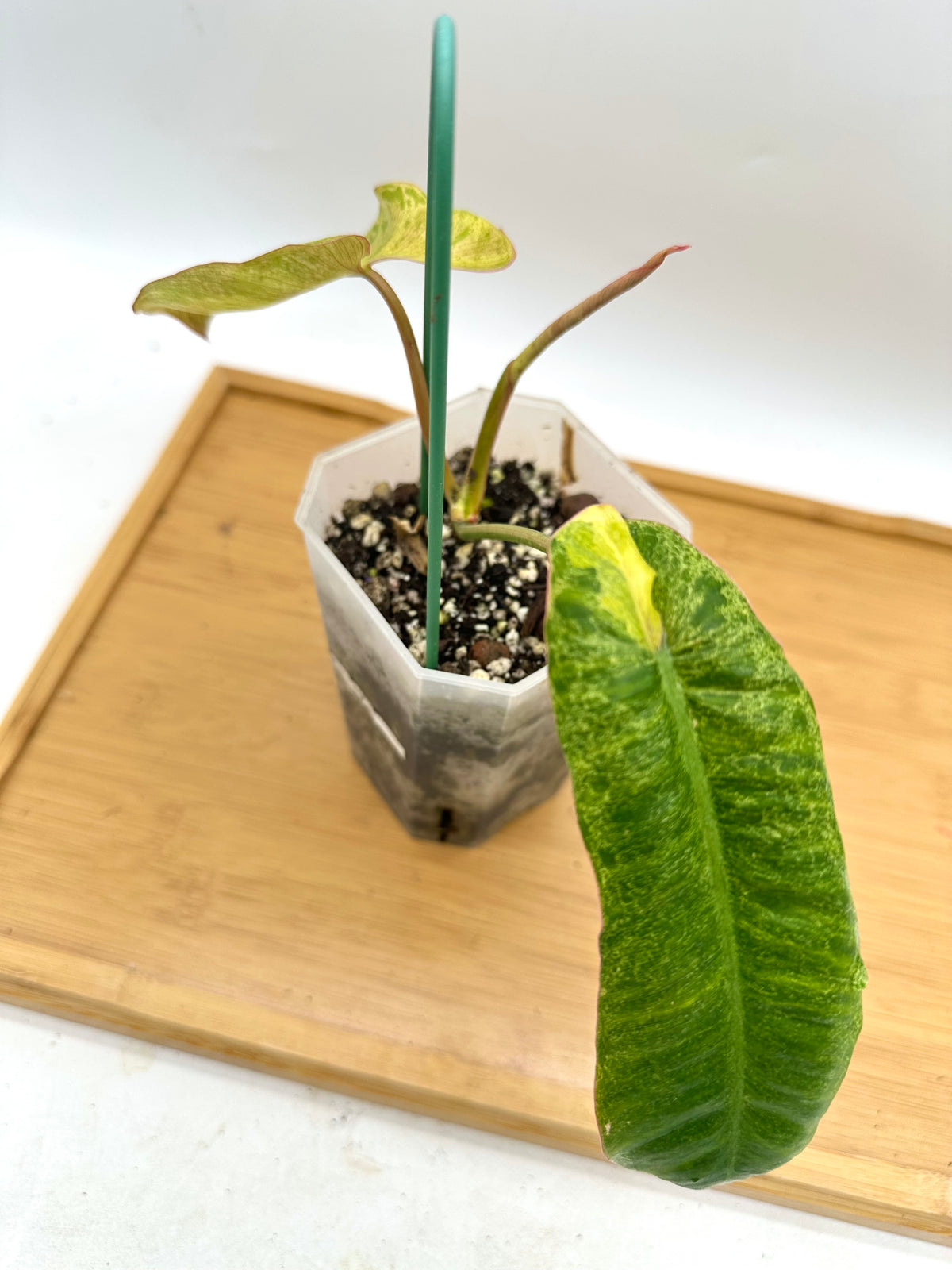 Philodendron Paraiso Verde Aurea Variegated