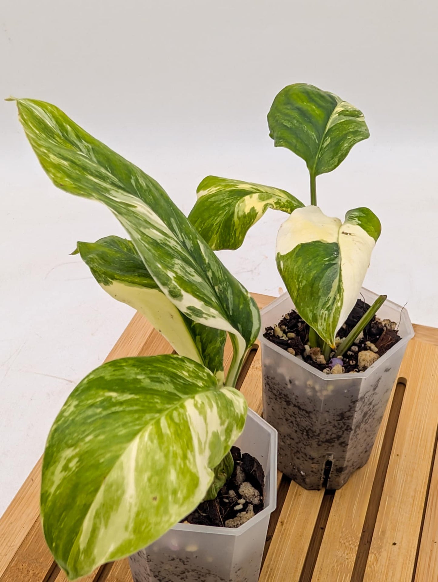 Monstera Lechleriana Variegated