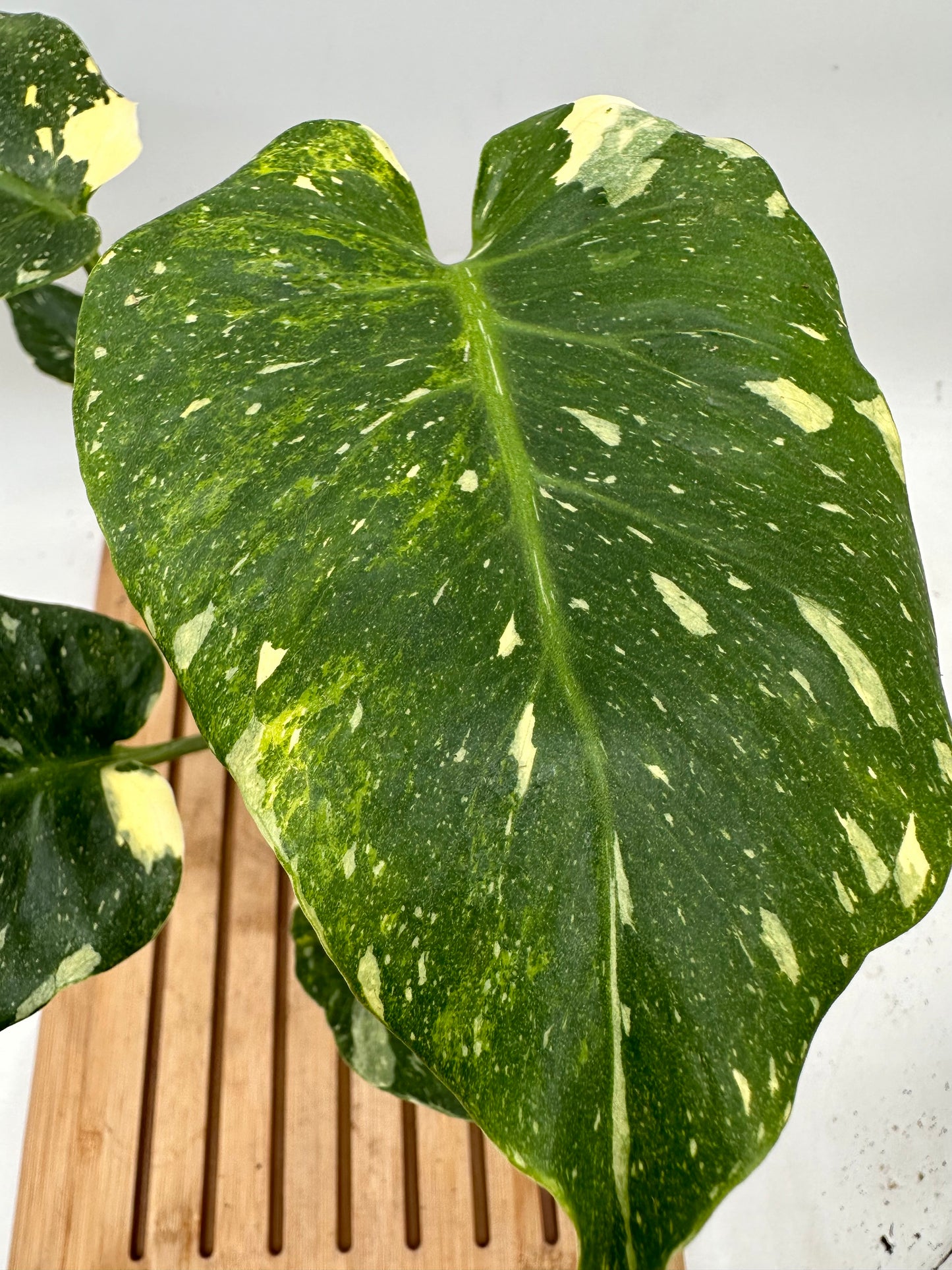 Monstera Miracle ‘Tri-Color Variegation’