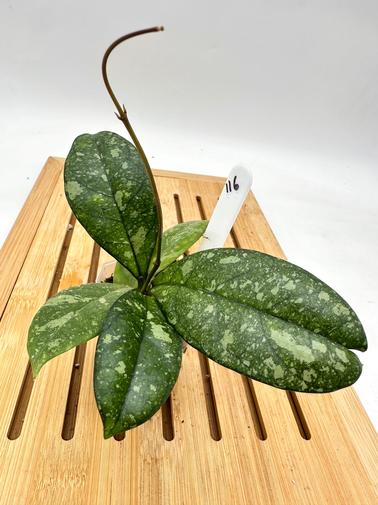 Hoya Crassipetiolata Splash