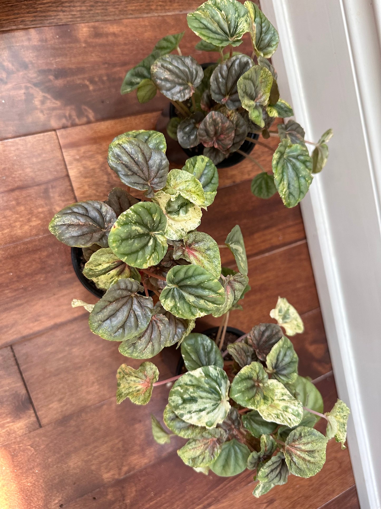 Peperomia Pink Lady Variegated