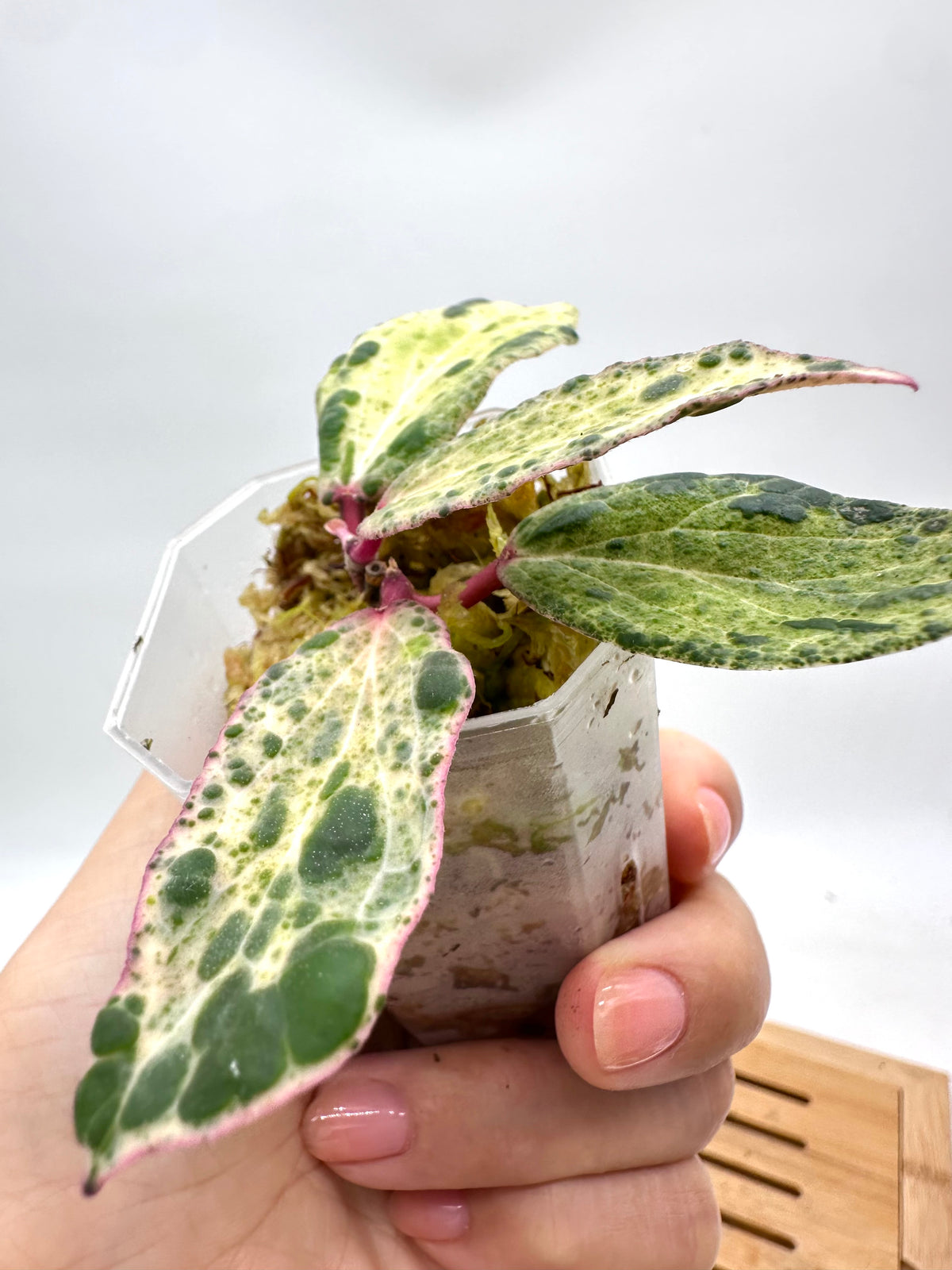 Hoya Swiffer’s Nightmare - 2 Active Growths
