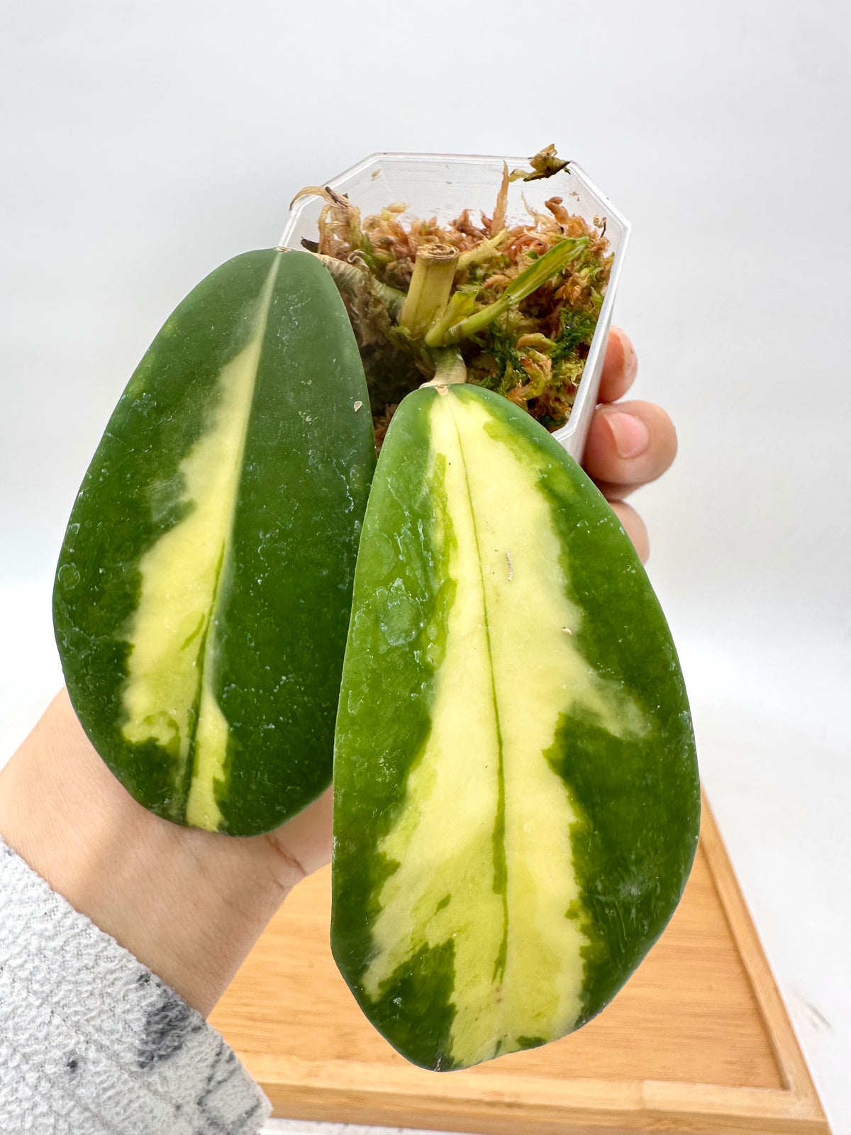Hoya Diversifolia ‘Maharini’ Variegated