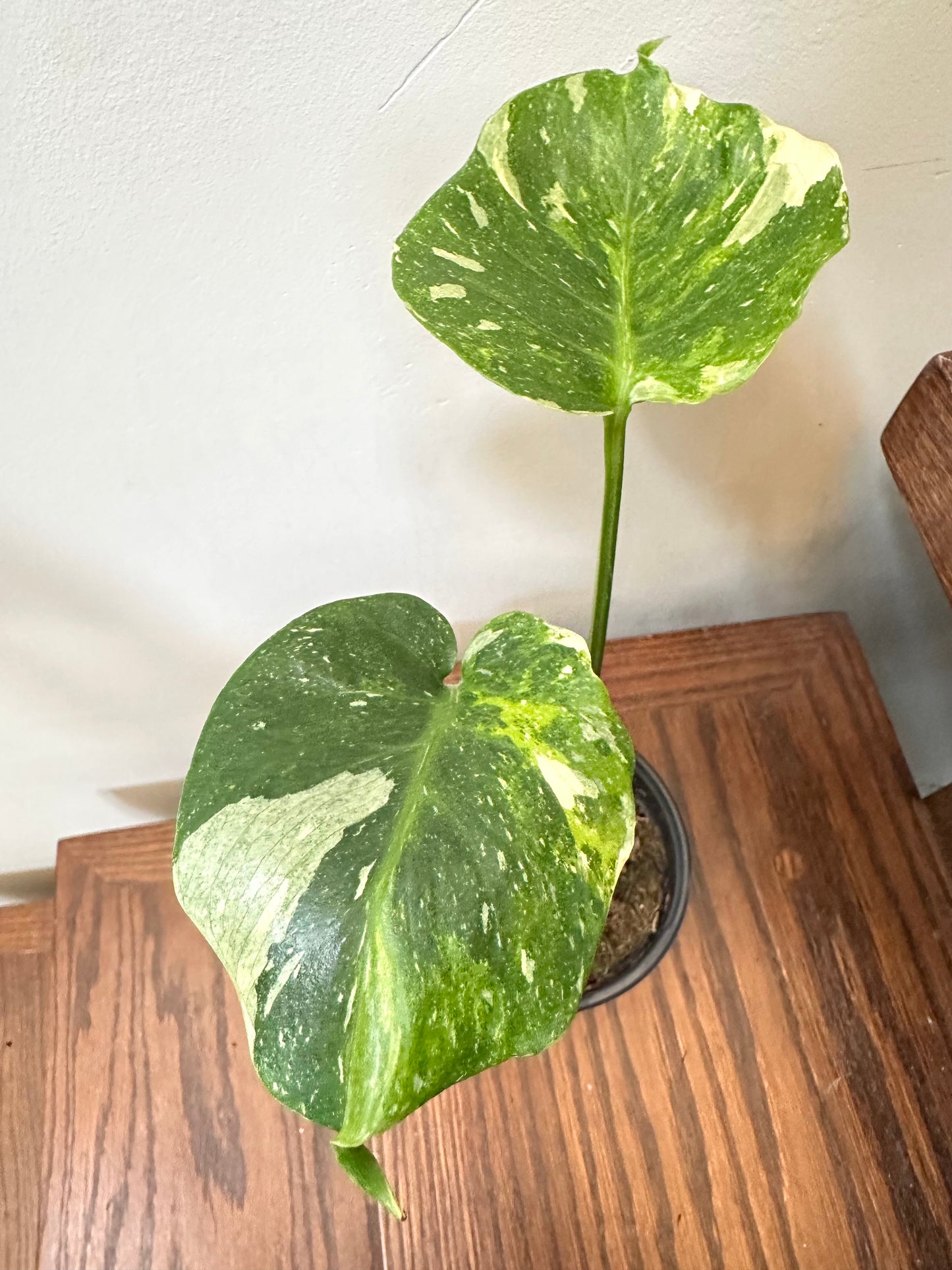 Cyber Monday Sales - Monstera Miracle Mint / Tricolor Mint