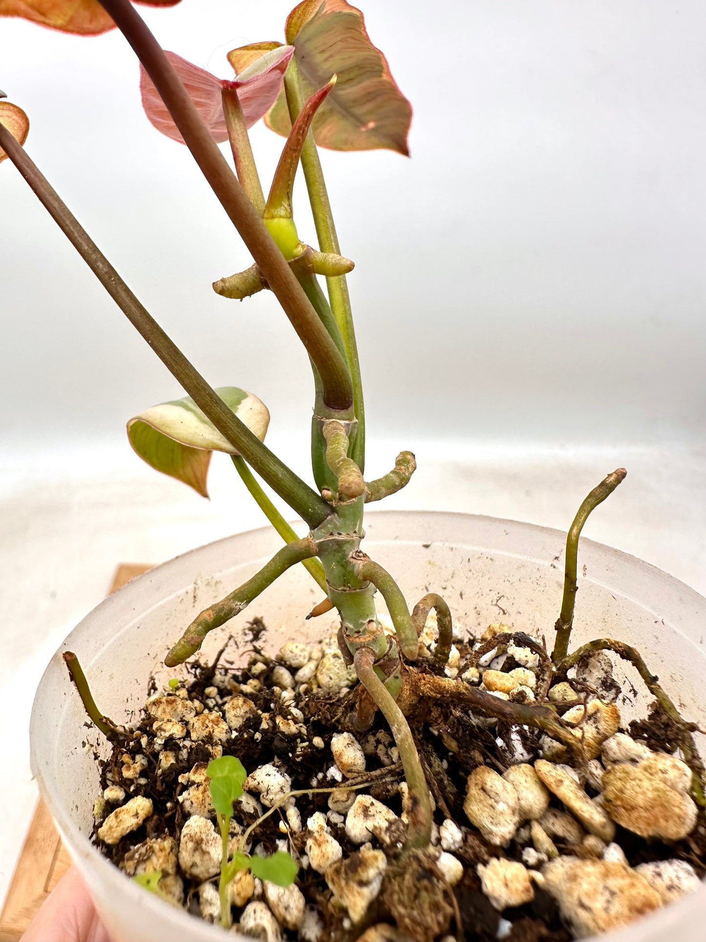 Philodendron Atabapoense Variegated