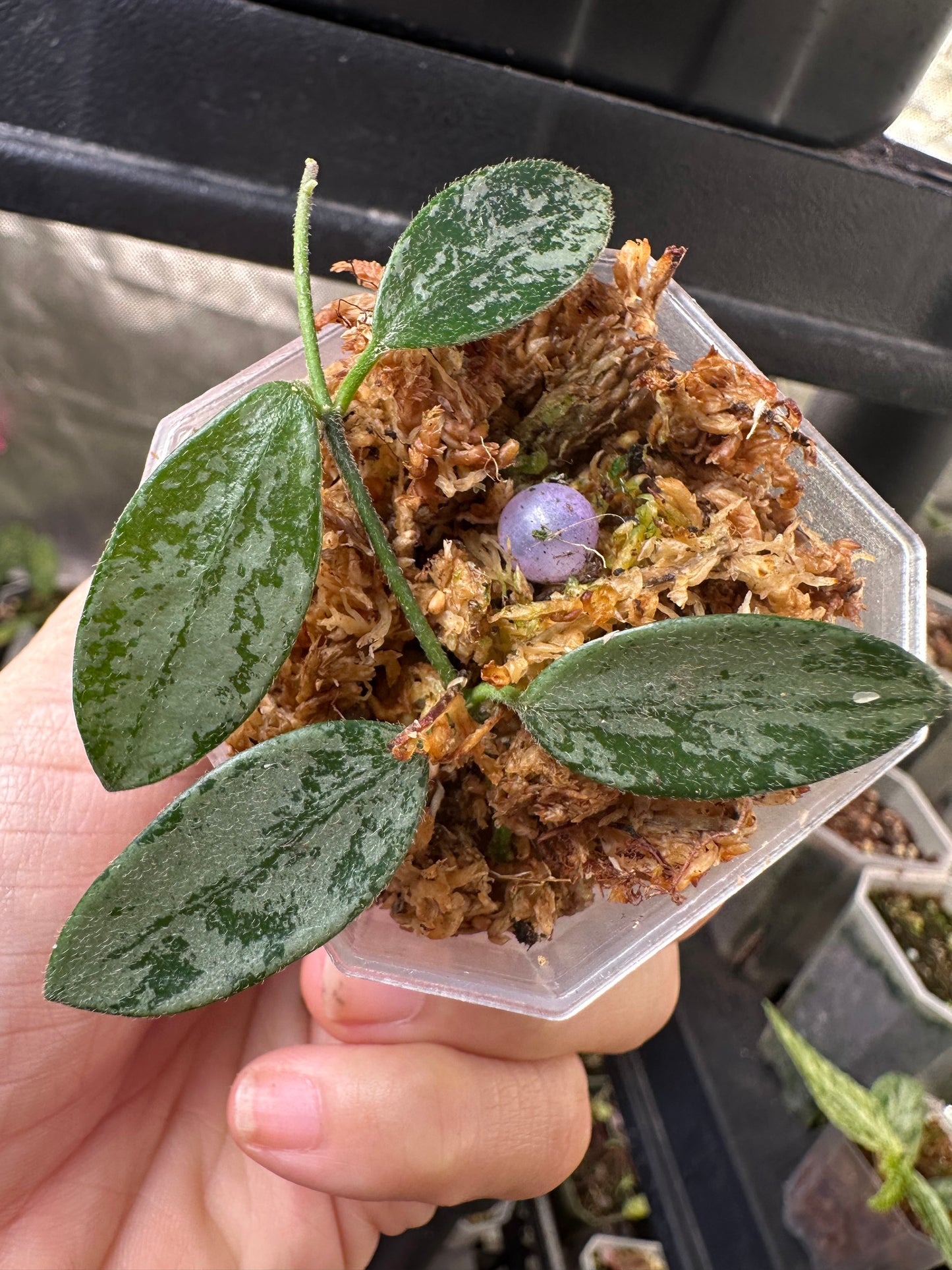 Hoya Lima Silver