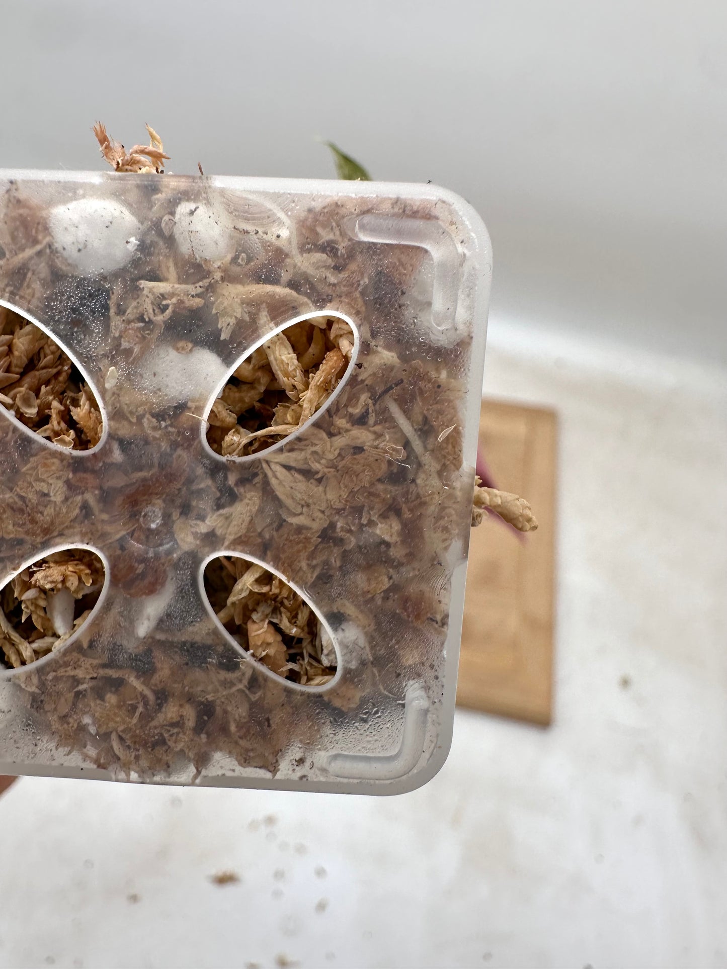 Alocasia Chantrieri Pink Variegated