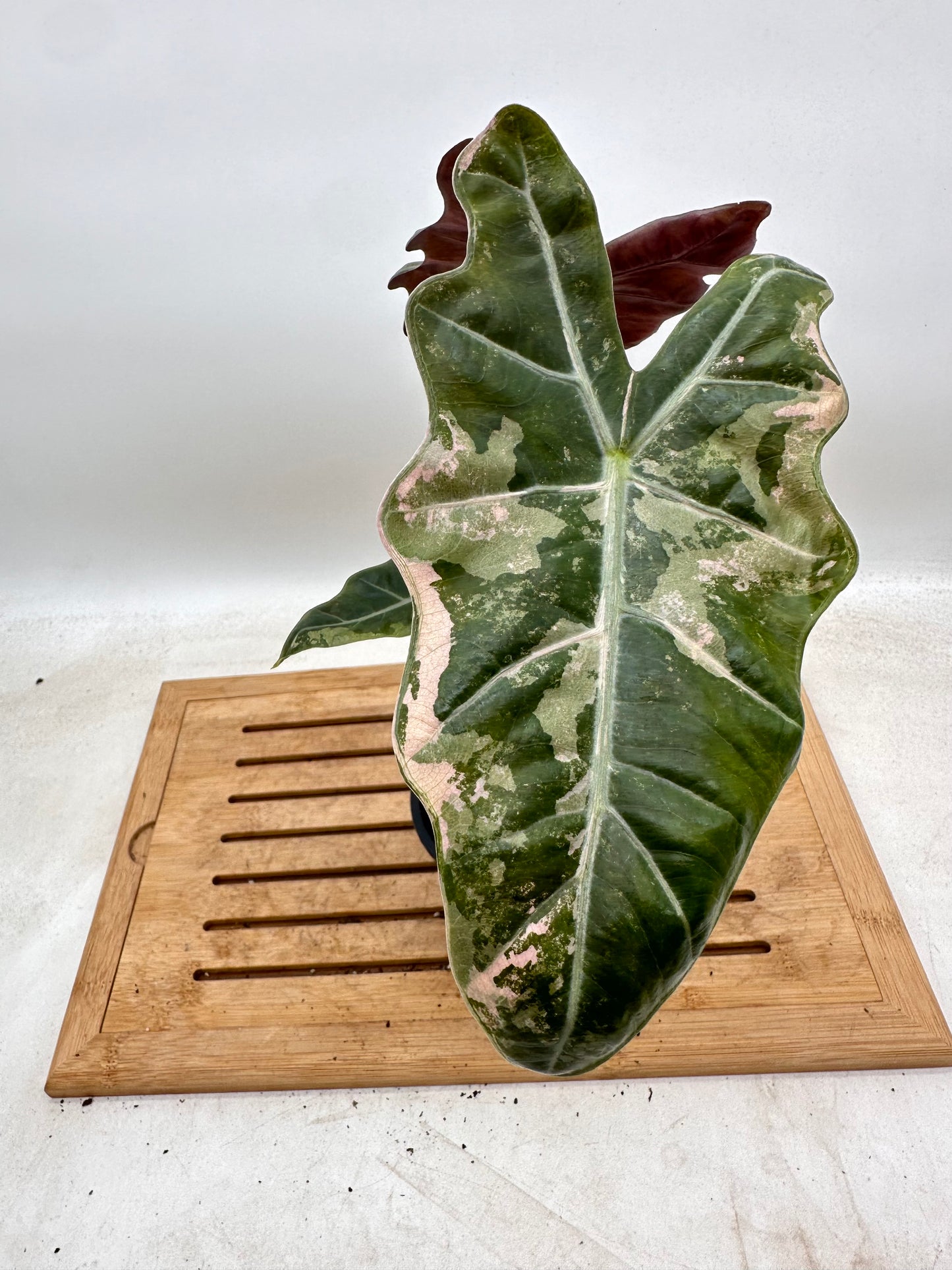 Alocasia Sanderiana Pink Variegated - has extra corm(s)