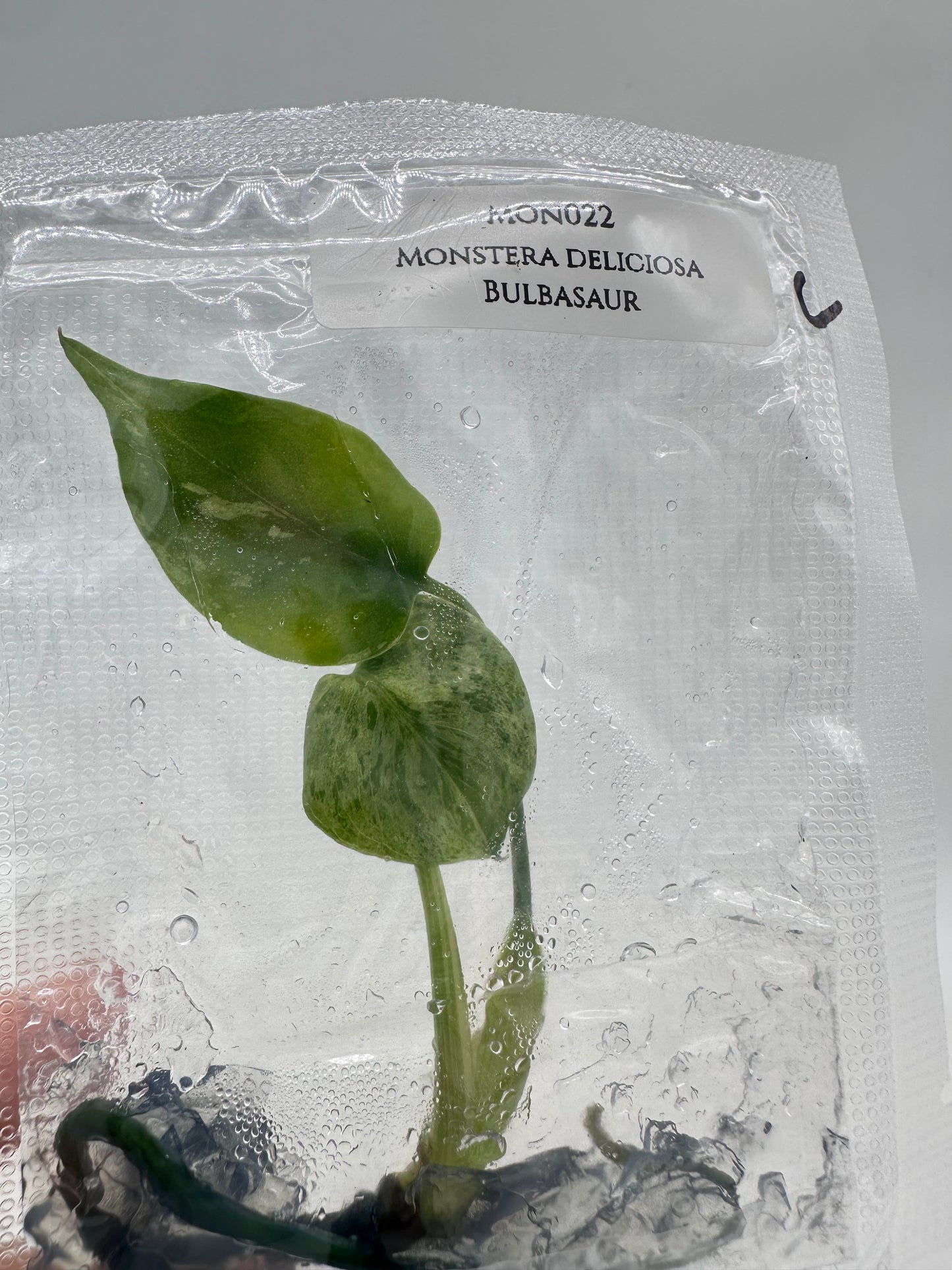 Tissue Culture - Monstera Bulbasuar - Rare