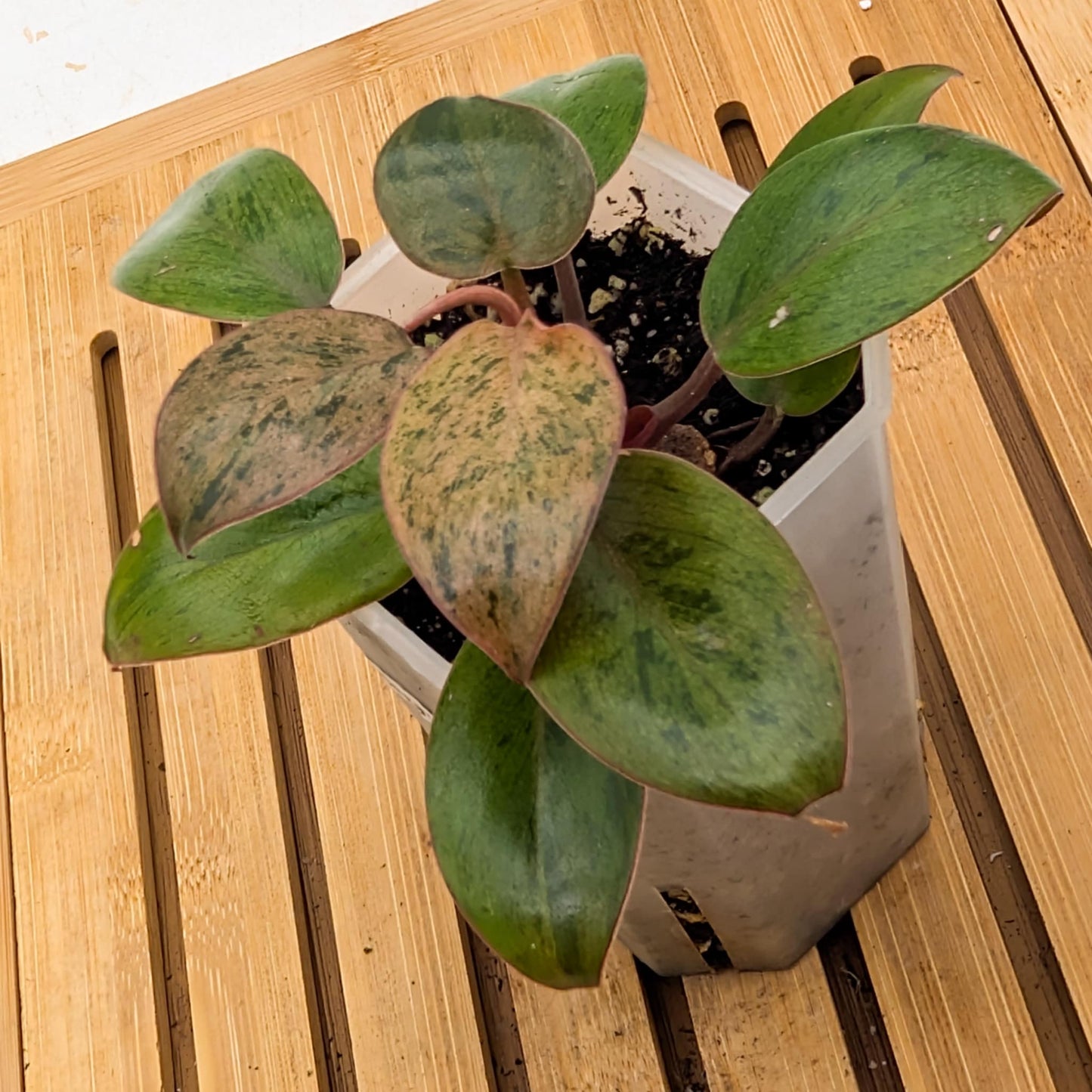 Philodendron Red Congo Dwarf Variegated