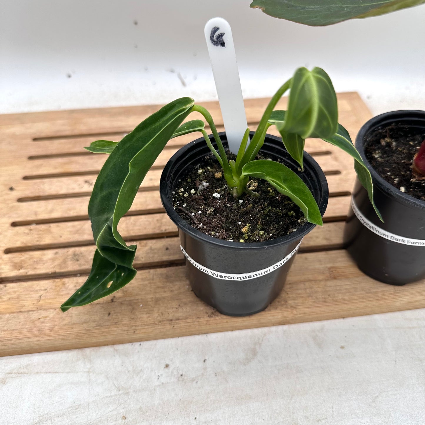 Combo Sale - Anthurium Warrocquenum Queen & Anthurium Luxurians x Crysrallinum Dark