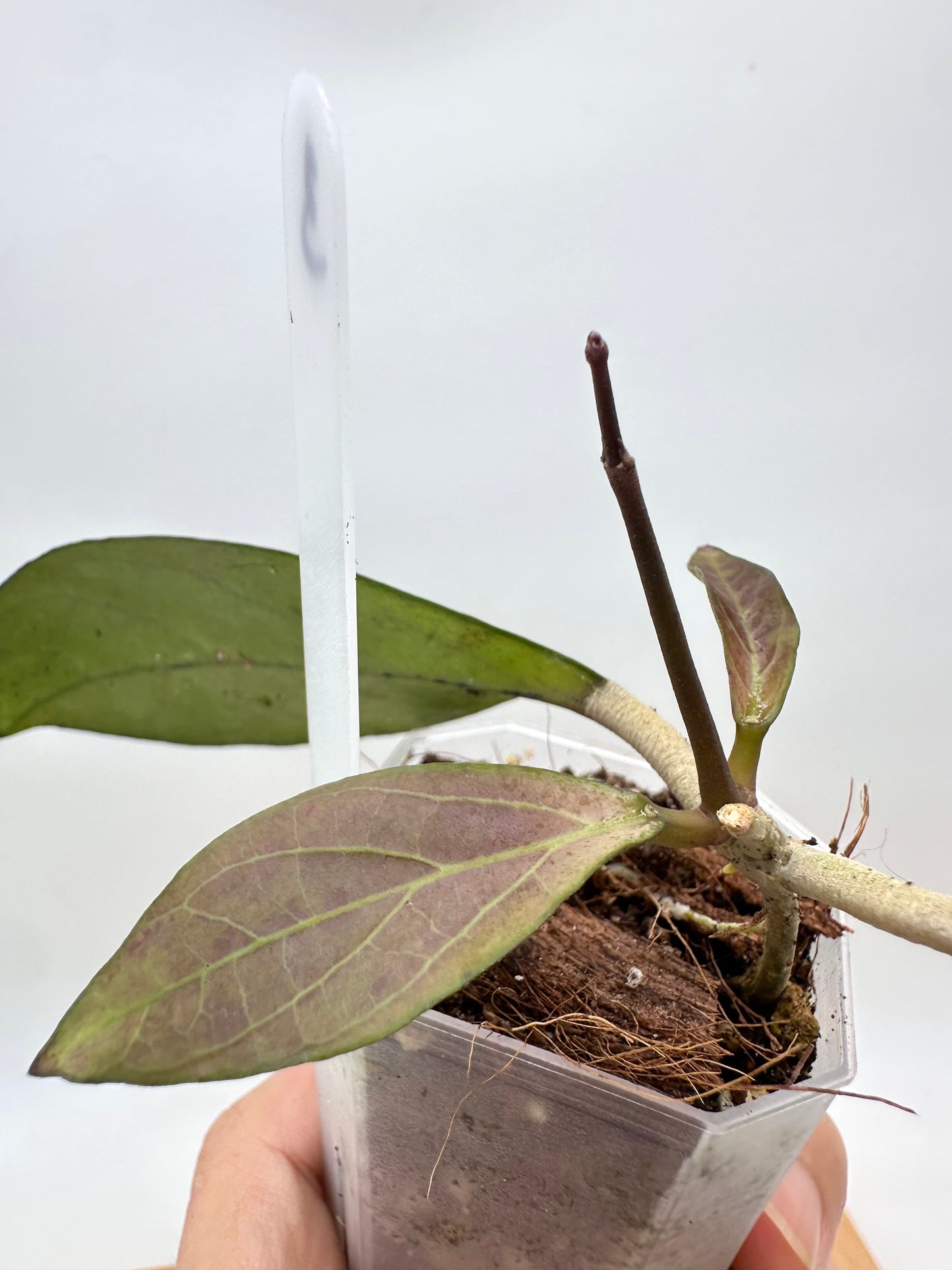 Hoya Meena Silver