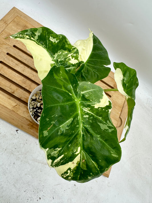 Alocasia Low Rider Albo Variegated