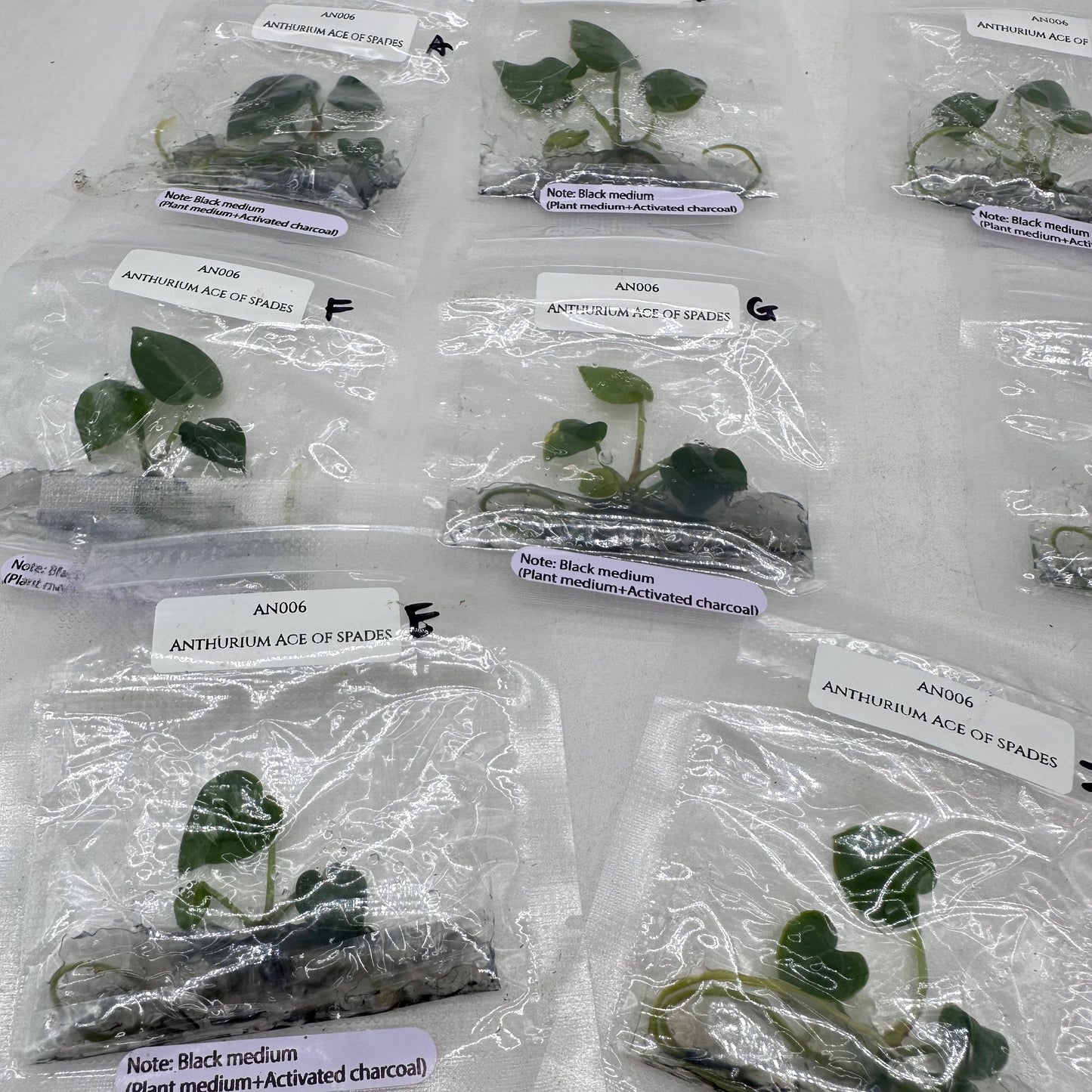 Tissue Culture - Anthurium Ace of Spades
