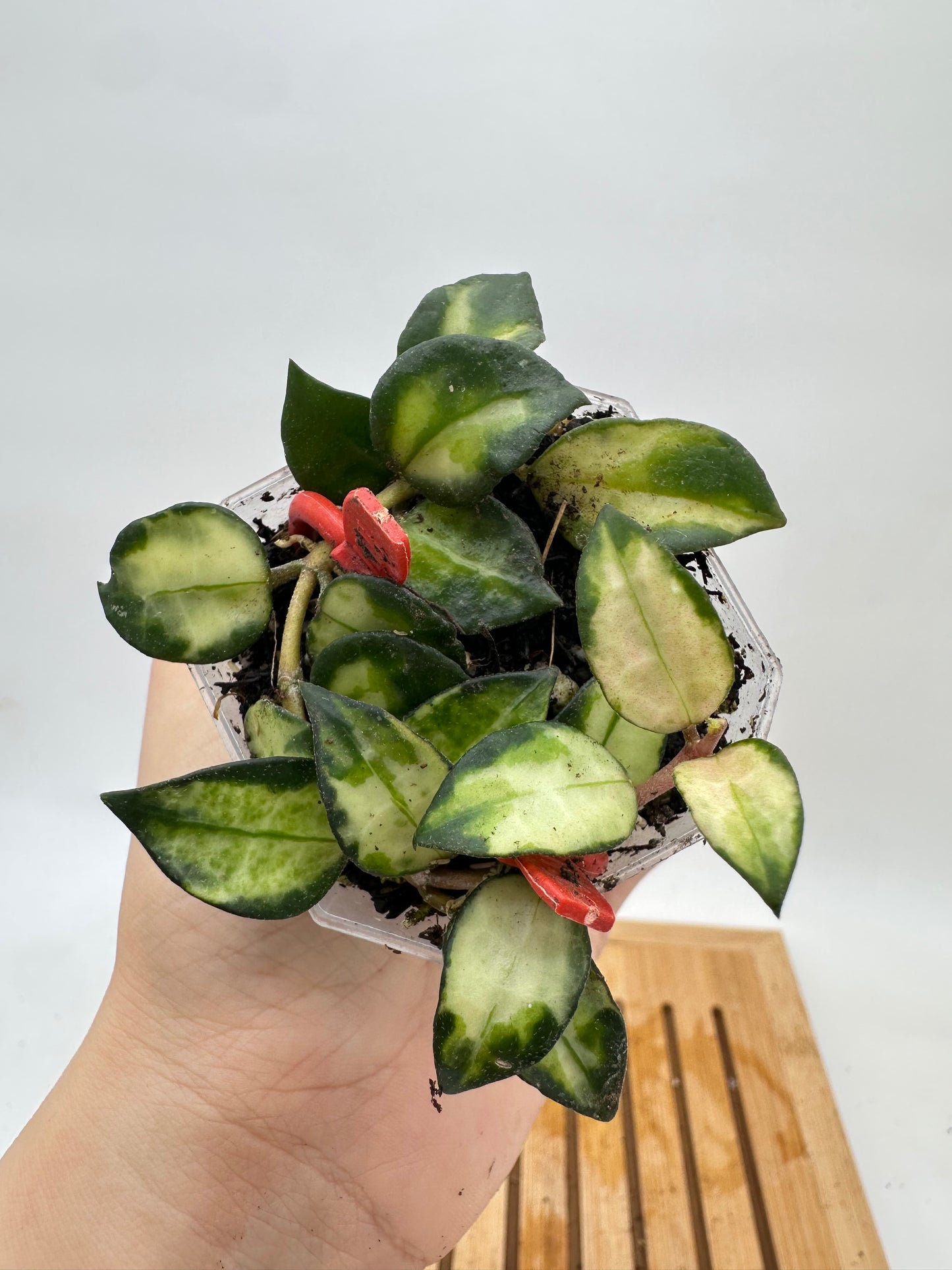 Hoya Lacunosa ‘Bruno’ Tricolor