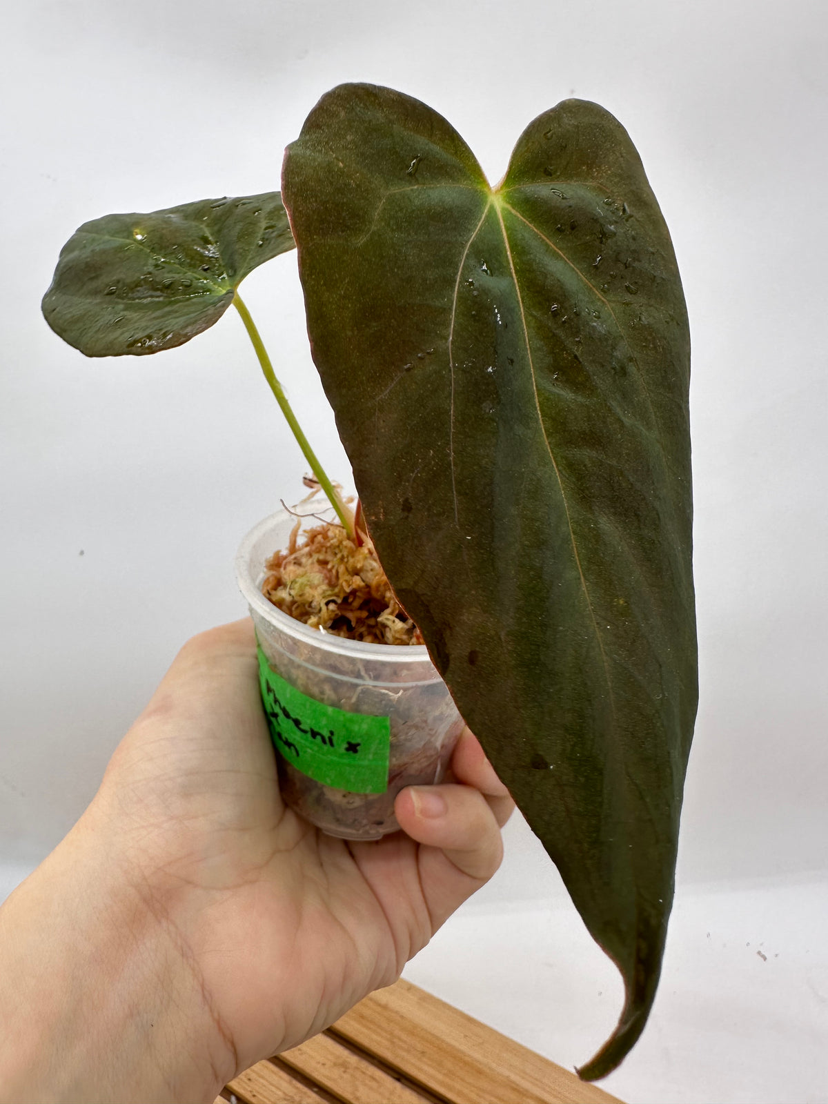 Anthurium Dark Phoenix x Fosterman