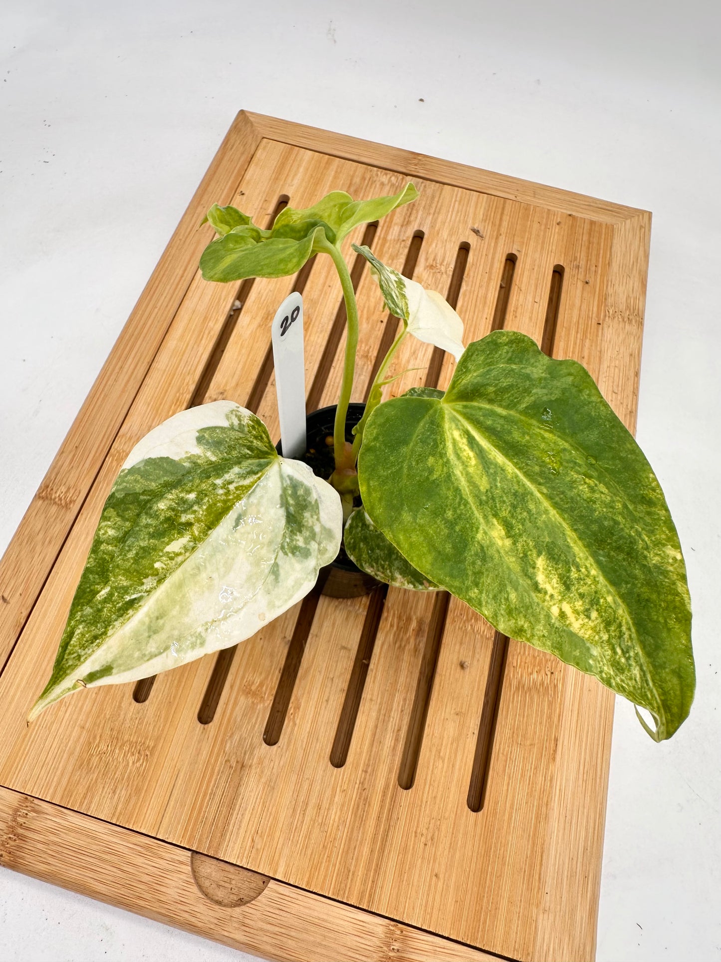 Anthurium Pterodactyl x Gigi Variegated 020
