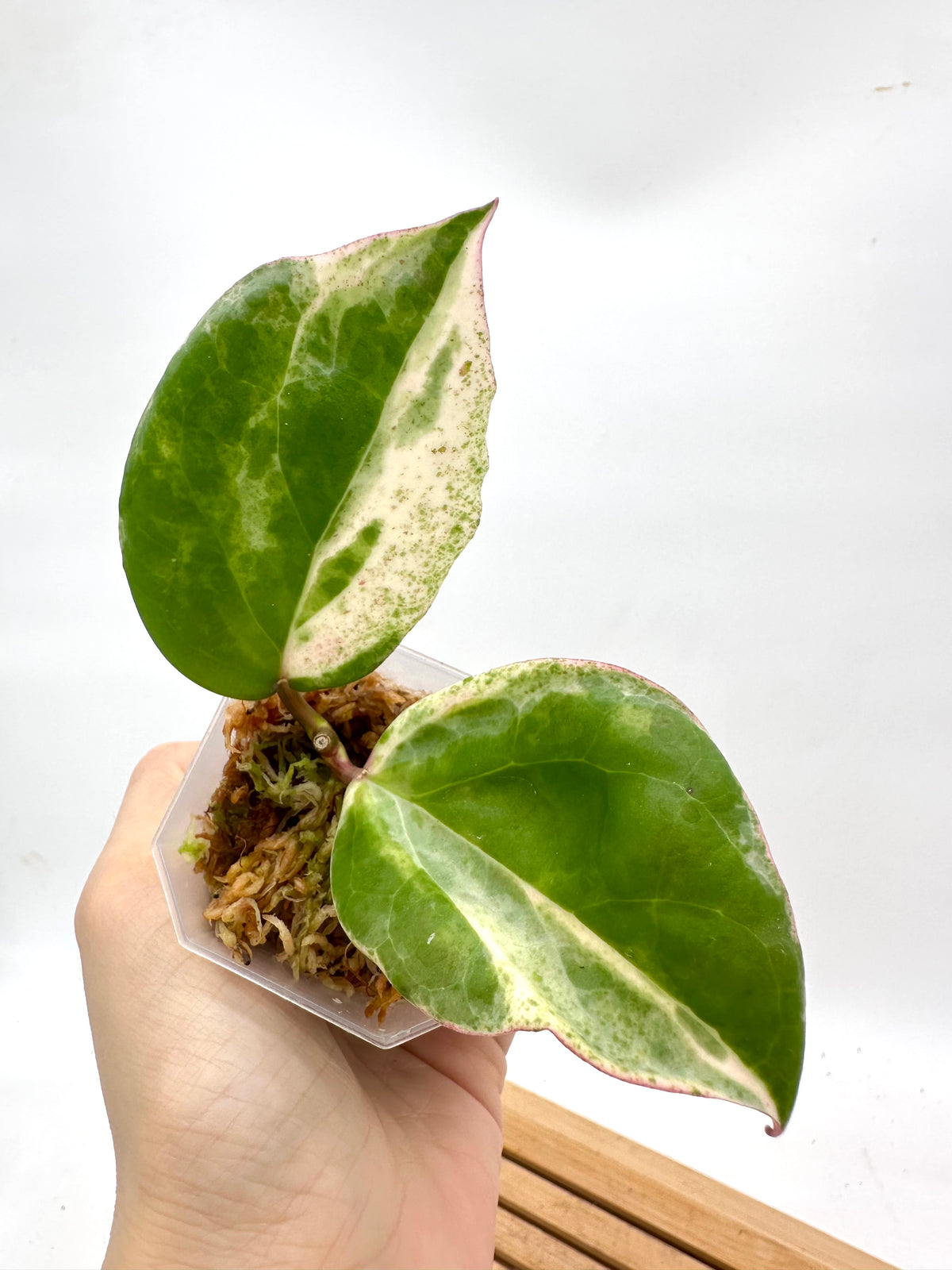 Hoya Cv. Candy