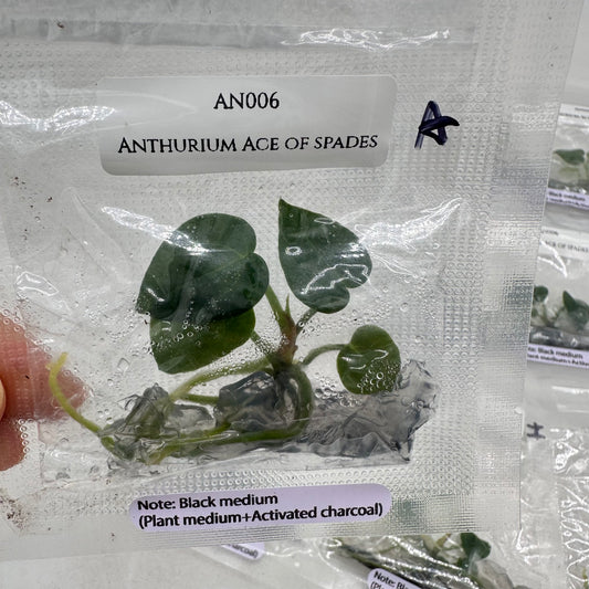 Tissue Culture - Anthurium Ace of Spades