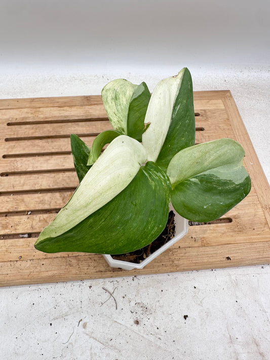 Scindapsus Treubii Albo Variegated