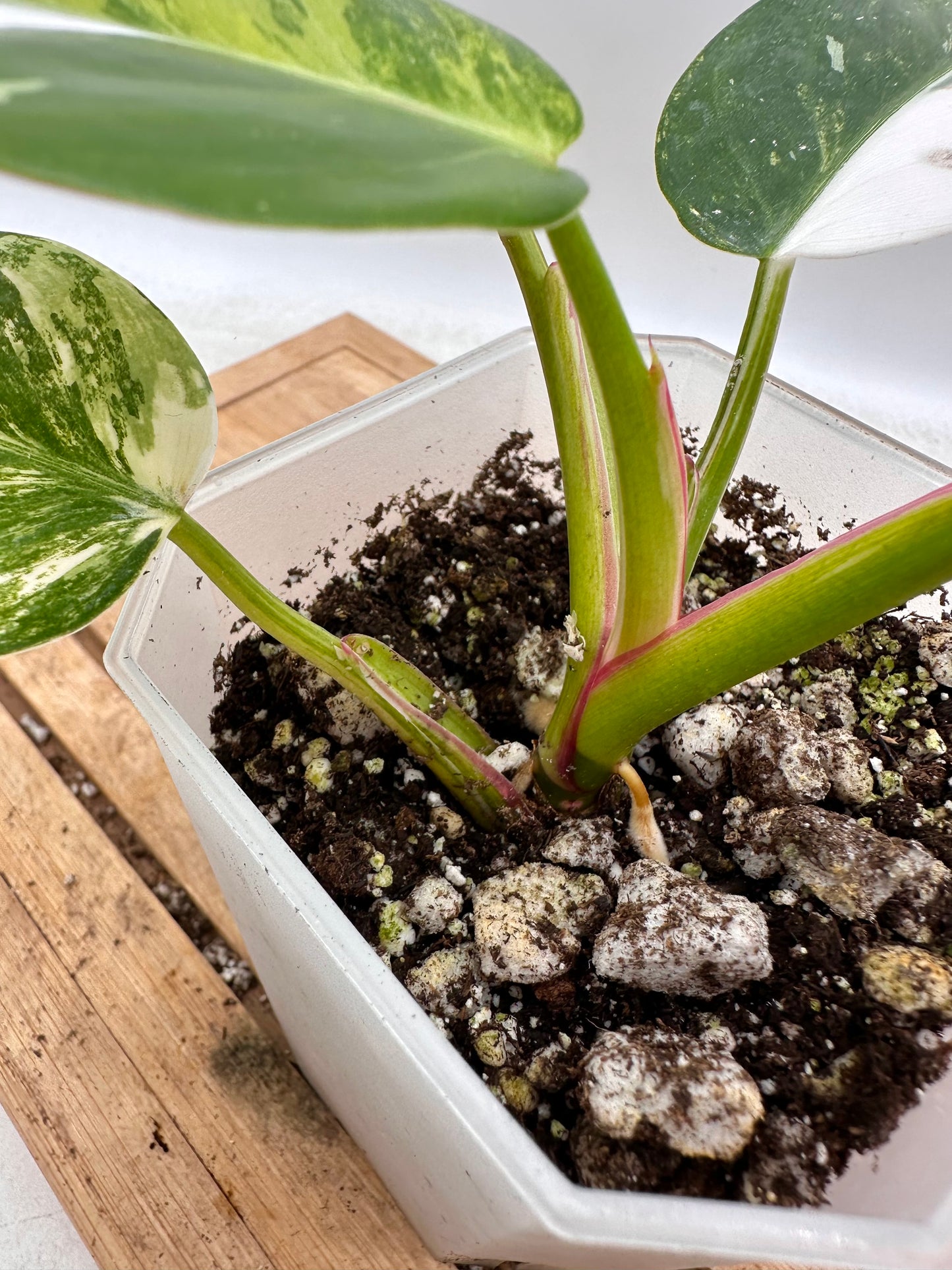 Philodendron White Princess Aurea Variegated - Rare