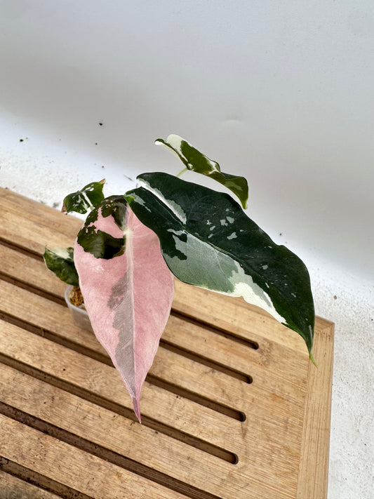 Alocasia Chantrieri Pink Variegated