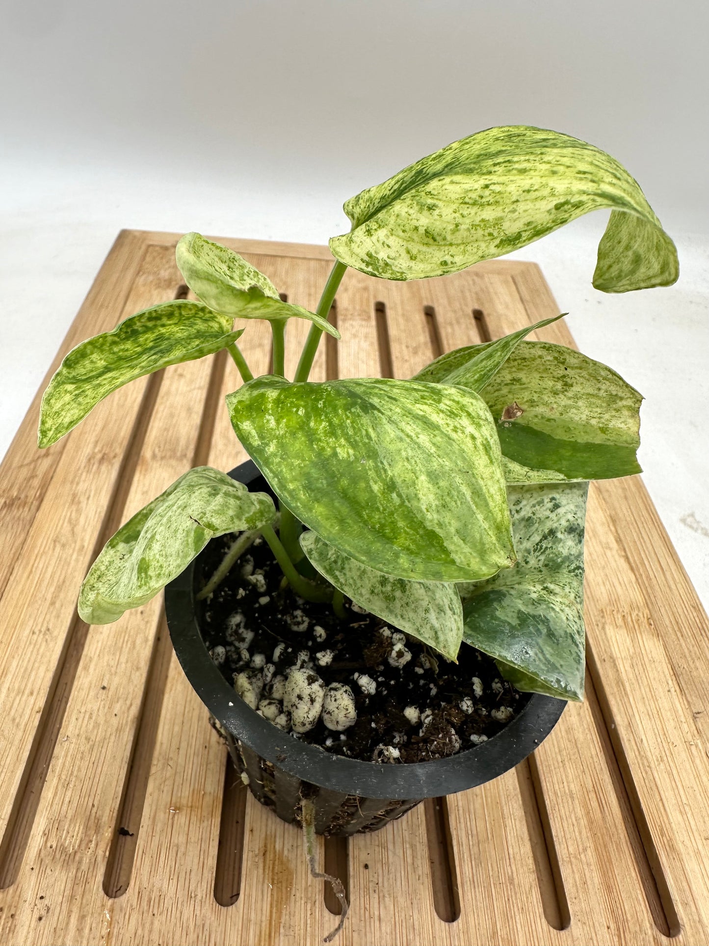 Scindapsus Marble Queen