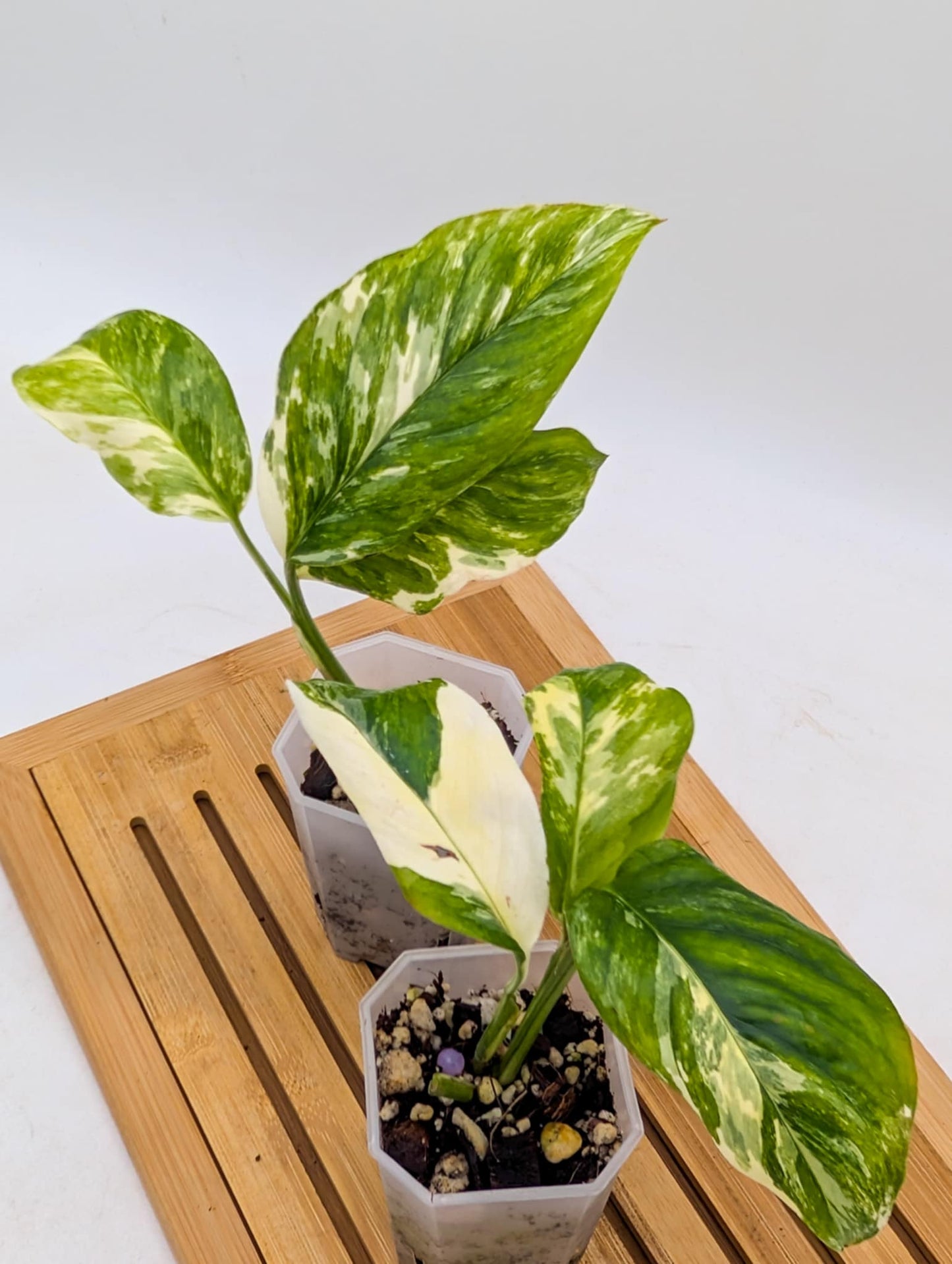 Monstera Lechleriana Variegated