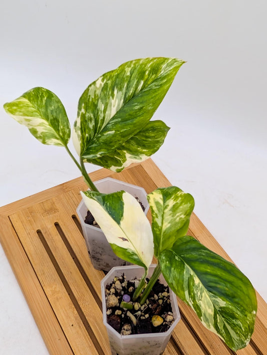 Monstera Lechleriana Variegated