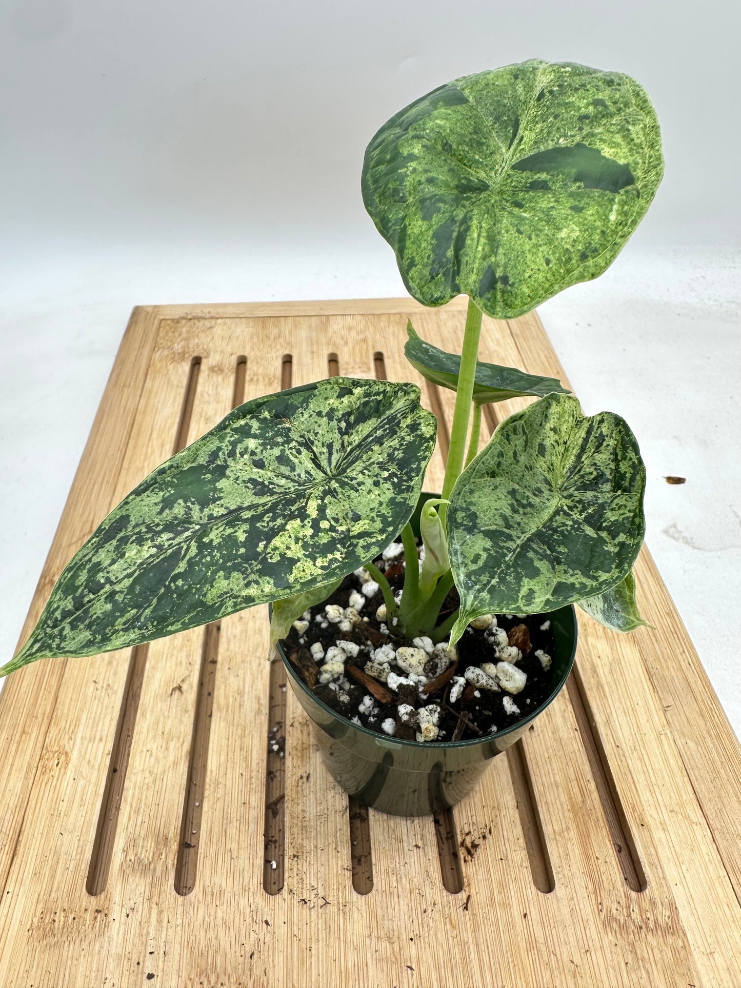 Alocasia Dragon Scale Mint