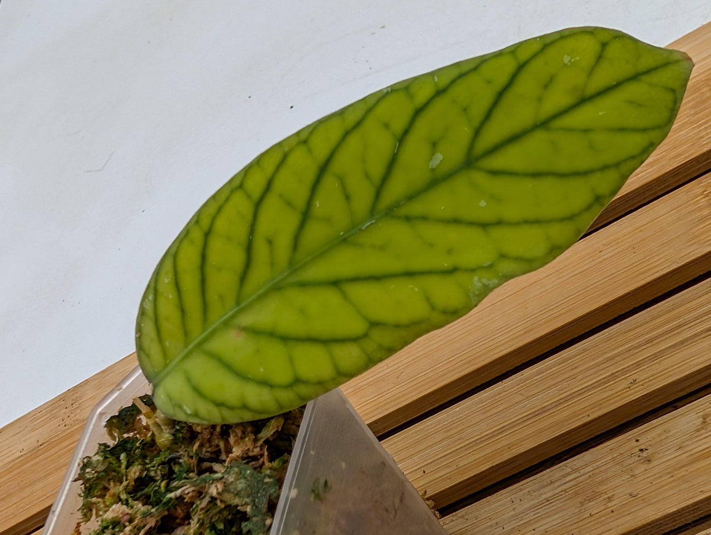 Hoya Meredithii