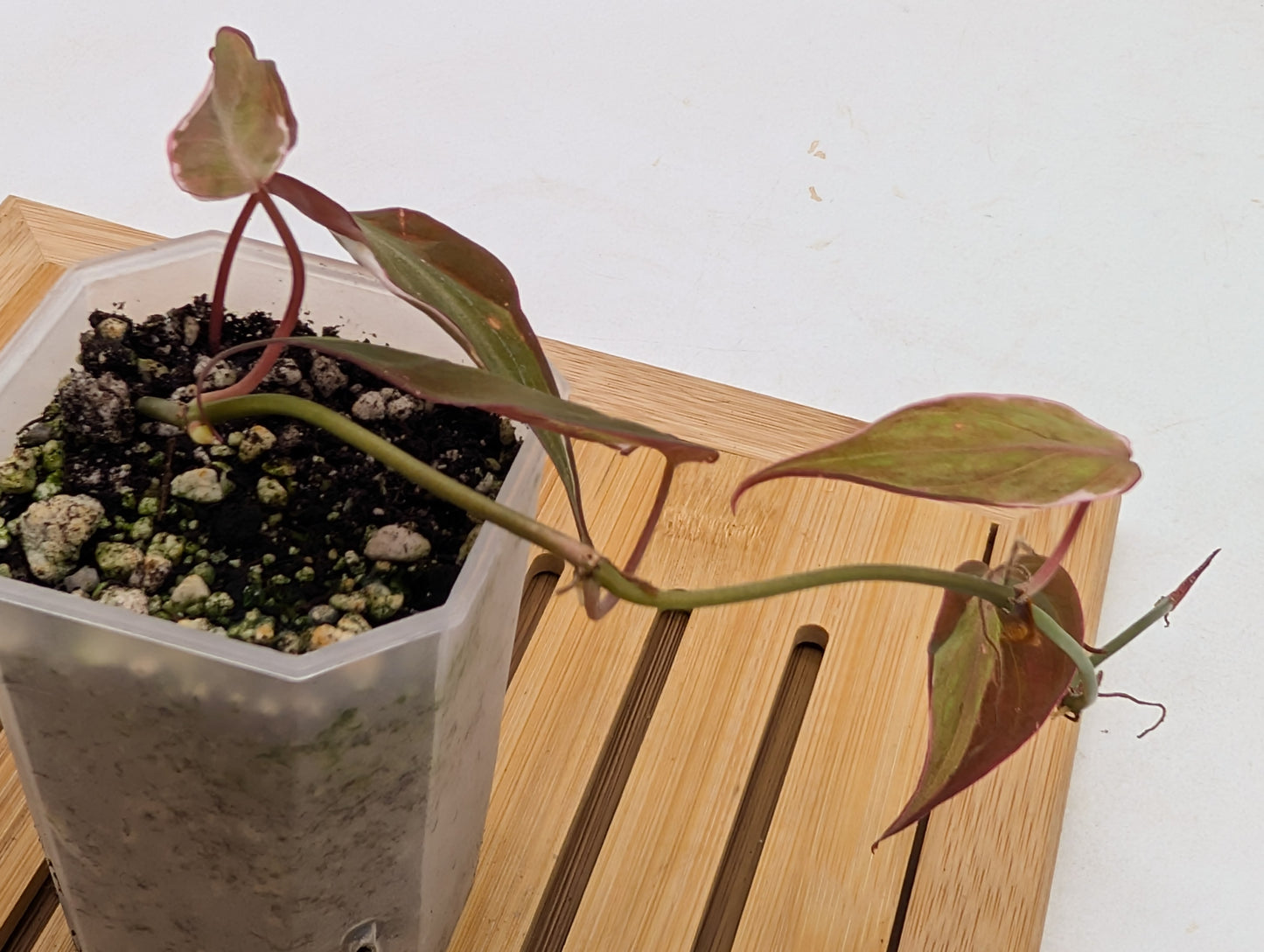 Philodendron Micans Halo Variegated