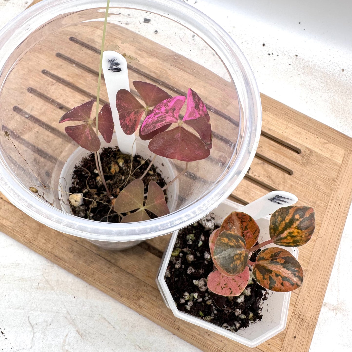 Combo Sale - Oxalis Triangularis Pink Variegated & Peperomia Metallica Orange Variegated