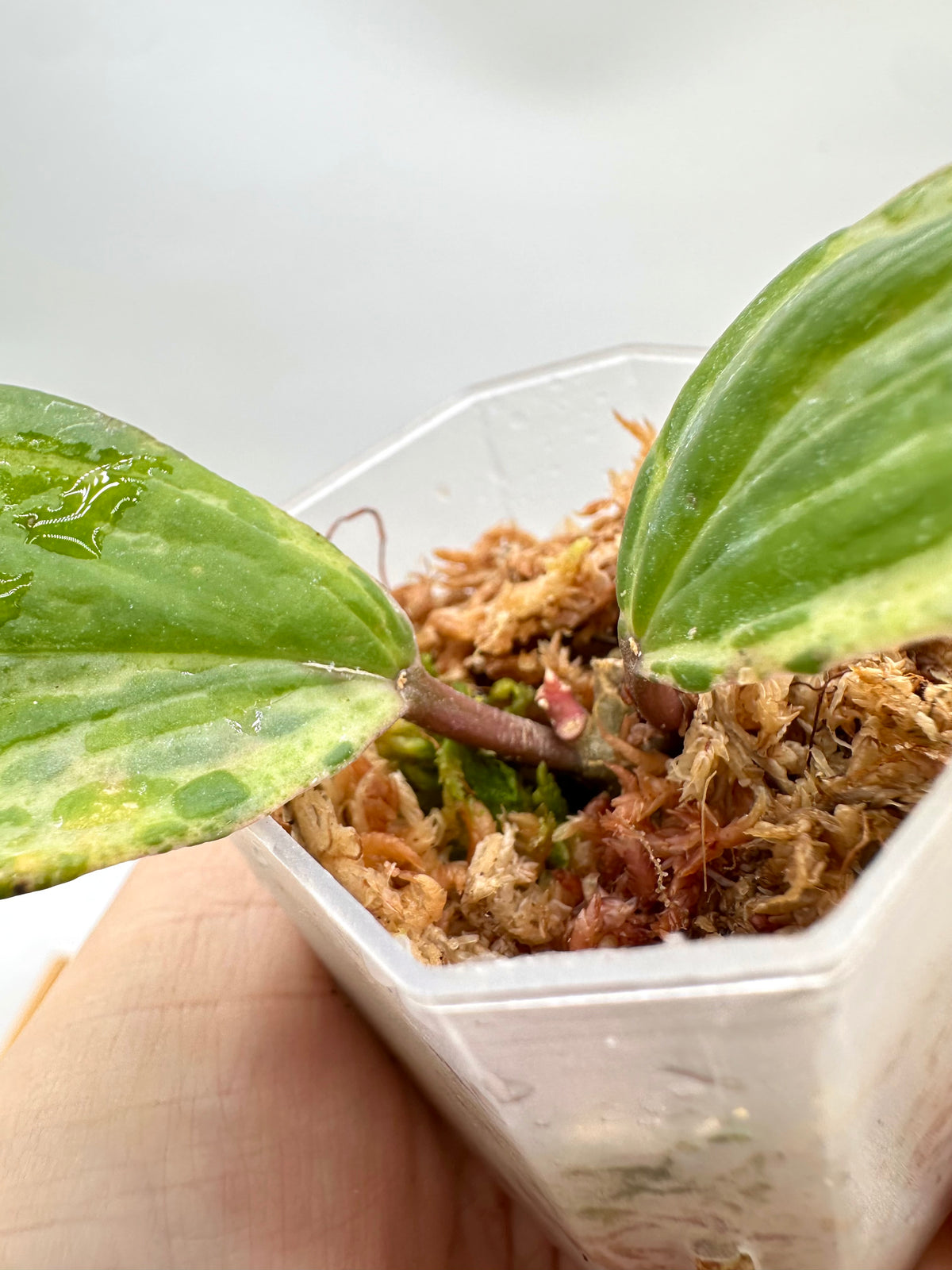 Hoya Crocodile - New Growth Activated