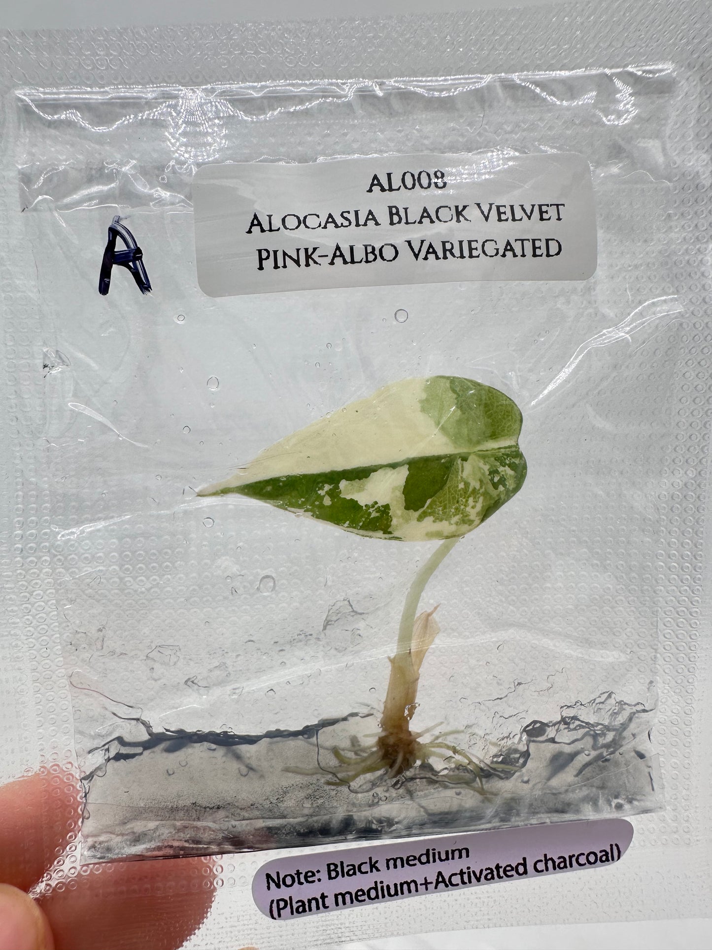 Tissue Culture - Alocasia Black Velvet Pink Albo Variegated
