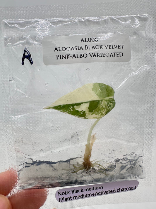 Tissue Culture - Alocasia Black Velvet Pink Albo Variegated