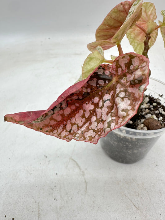 Begonia Snow Capped Variegated