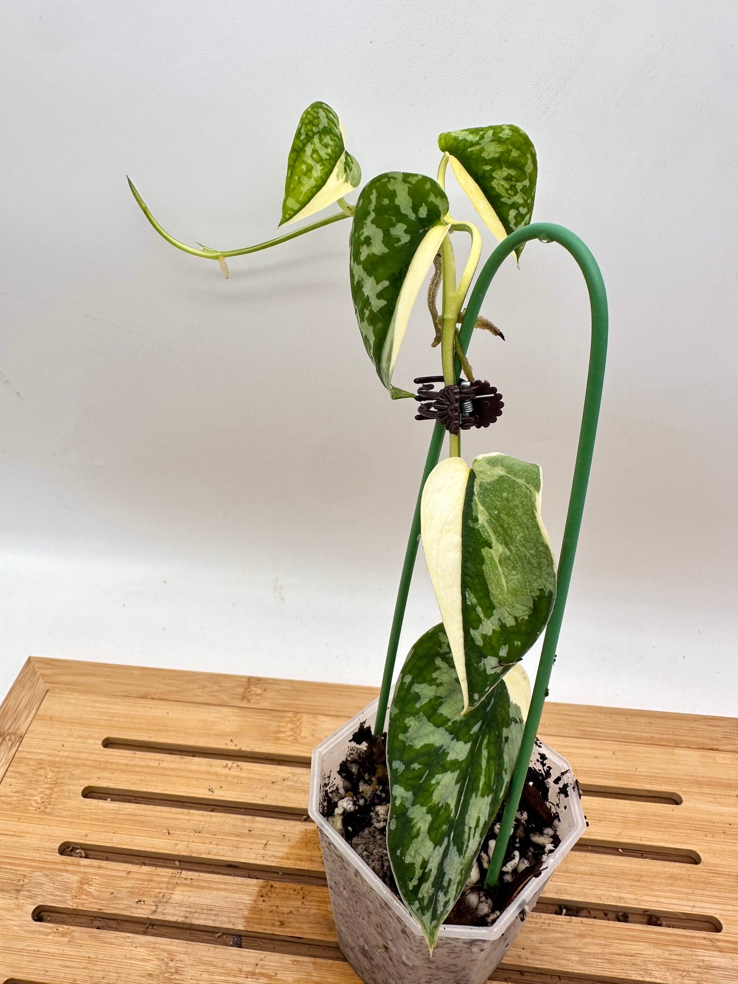 Scindapsus Mayari Variegated