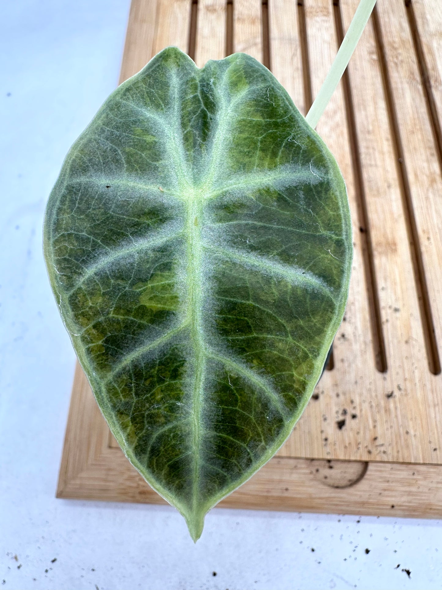 Alocasia Watsoniana Variegated