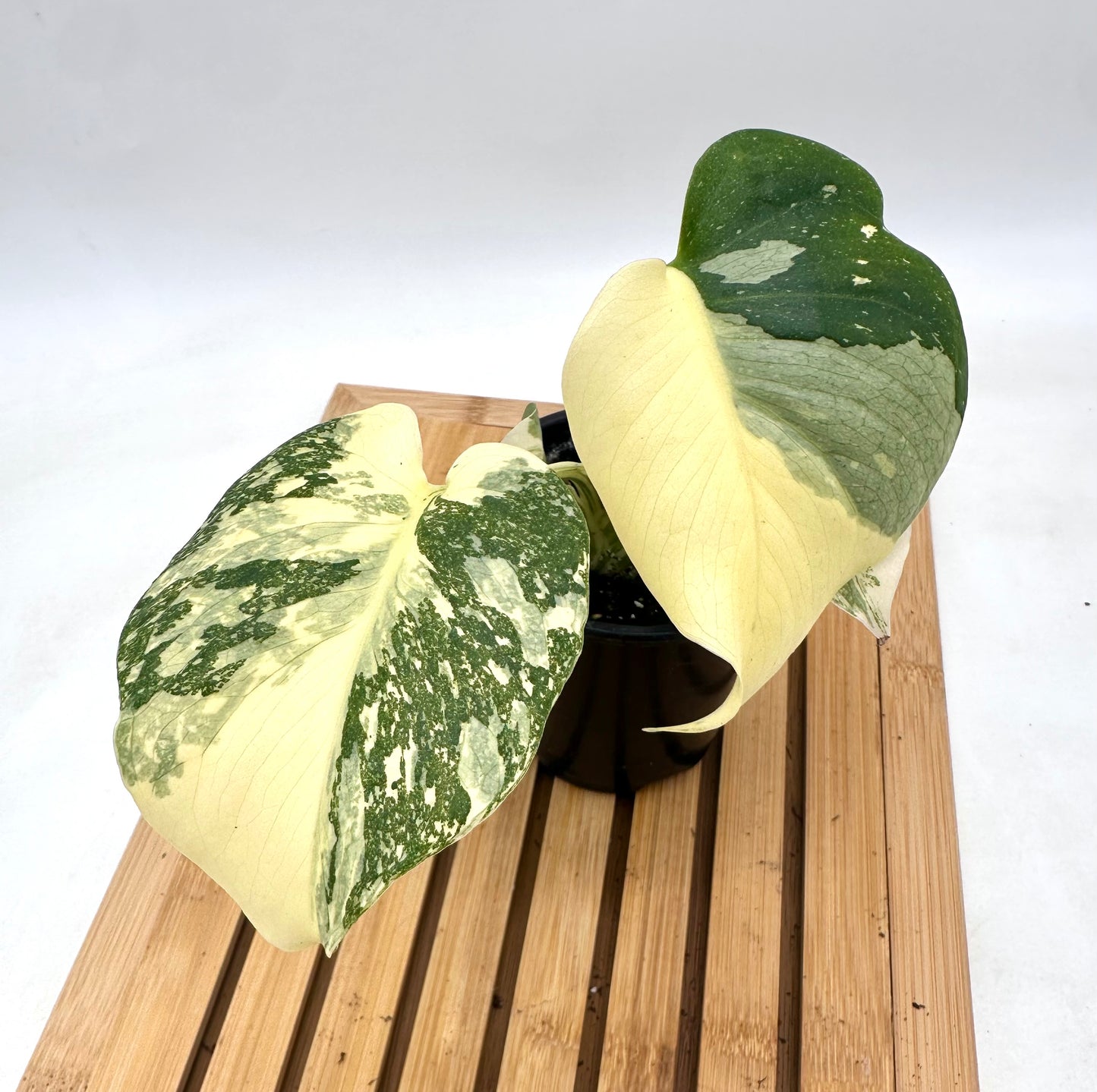 Monstera Thai Constellation - Snow White Pattern