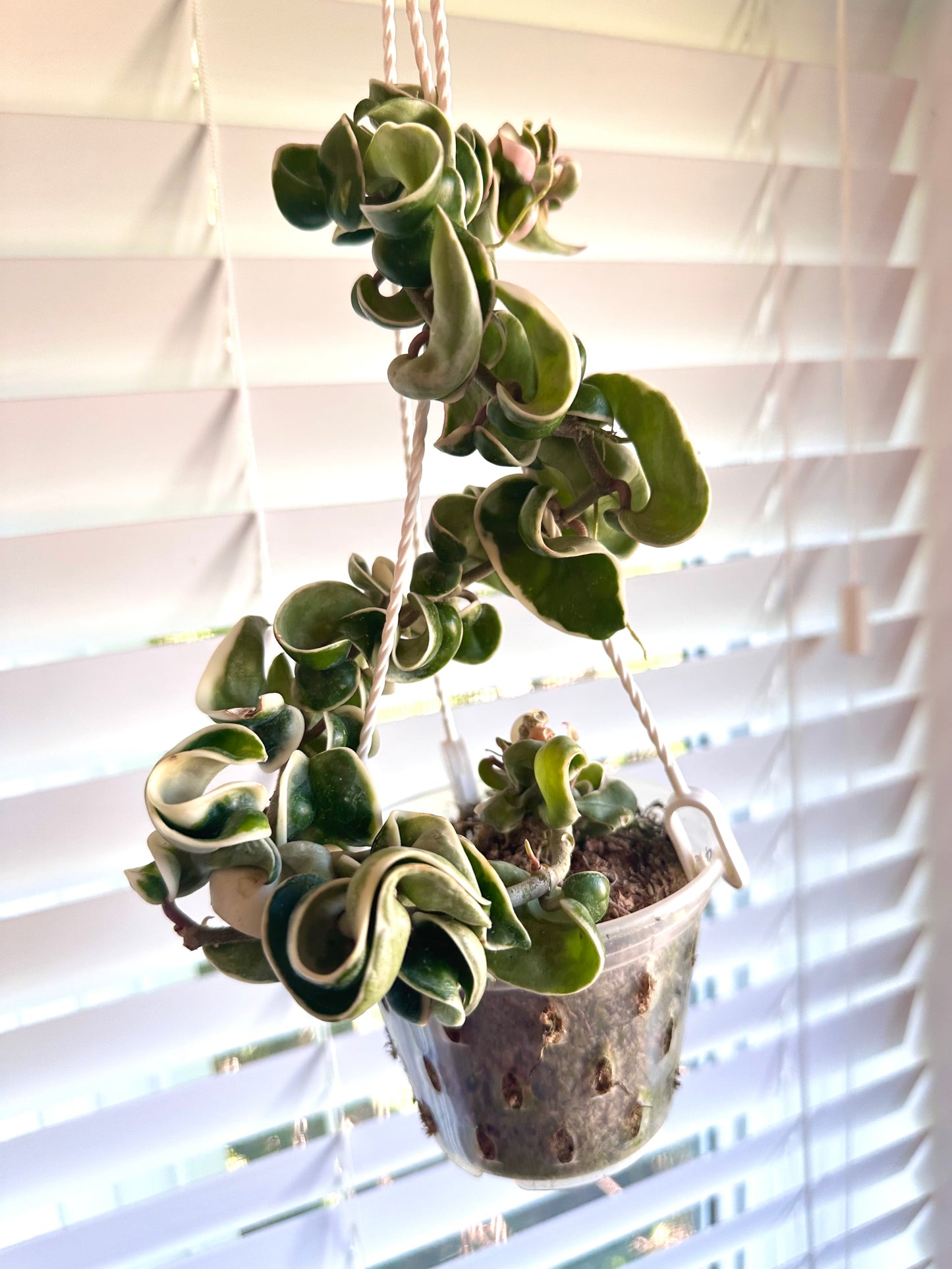 Hoya Compacta Albo Variegated - Multiple Active Growths - Clearance Sale