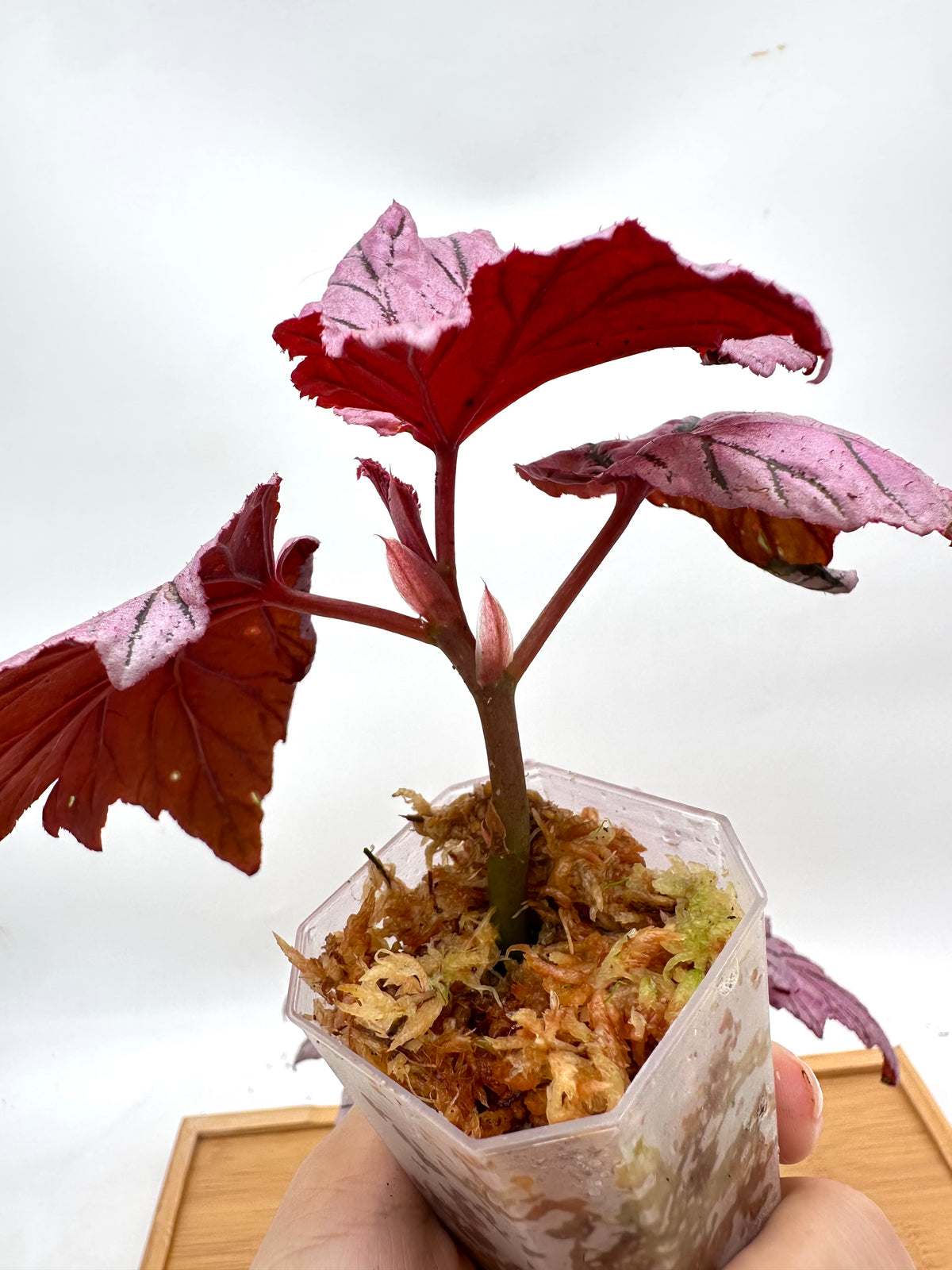 Begonia Lamoon