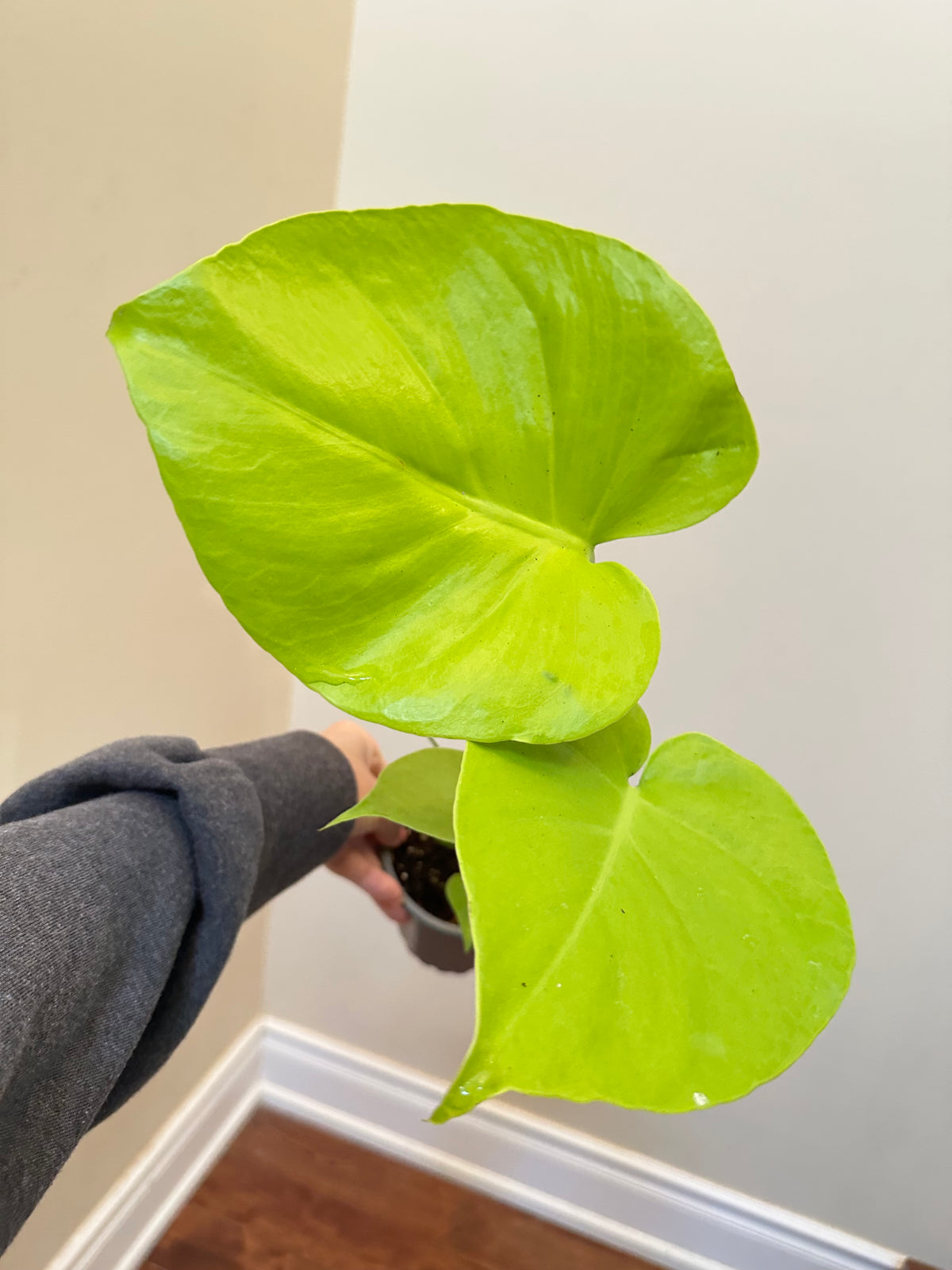 Monstera Lemon Lime