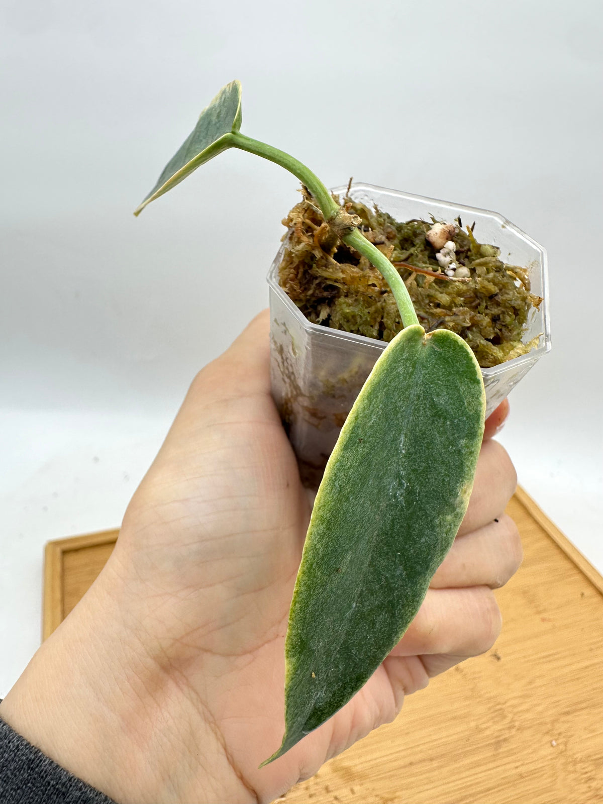 Hoya Archboldiana Albo Variegated