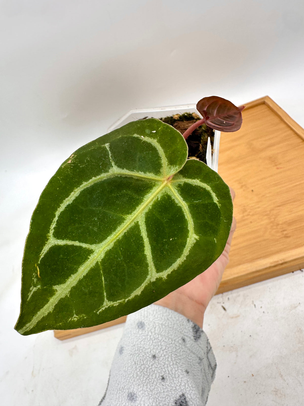 Anthurium Memoria Tim Anderson (Zara x Michelle x Red Crystallinum)