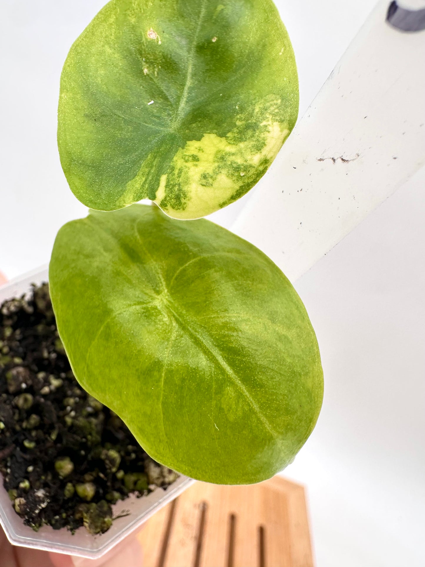 Alocasia Pink Dragon Aurea Variegated