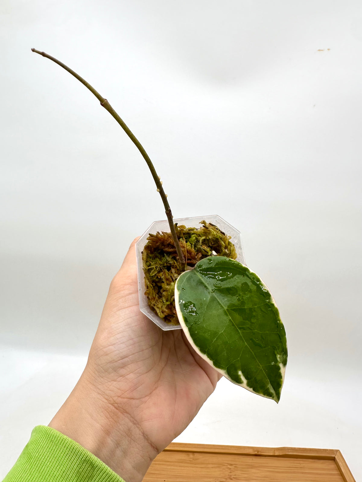 Hoya Panglai West Java Albo