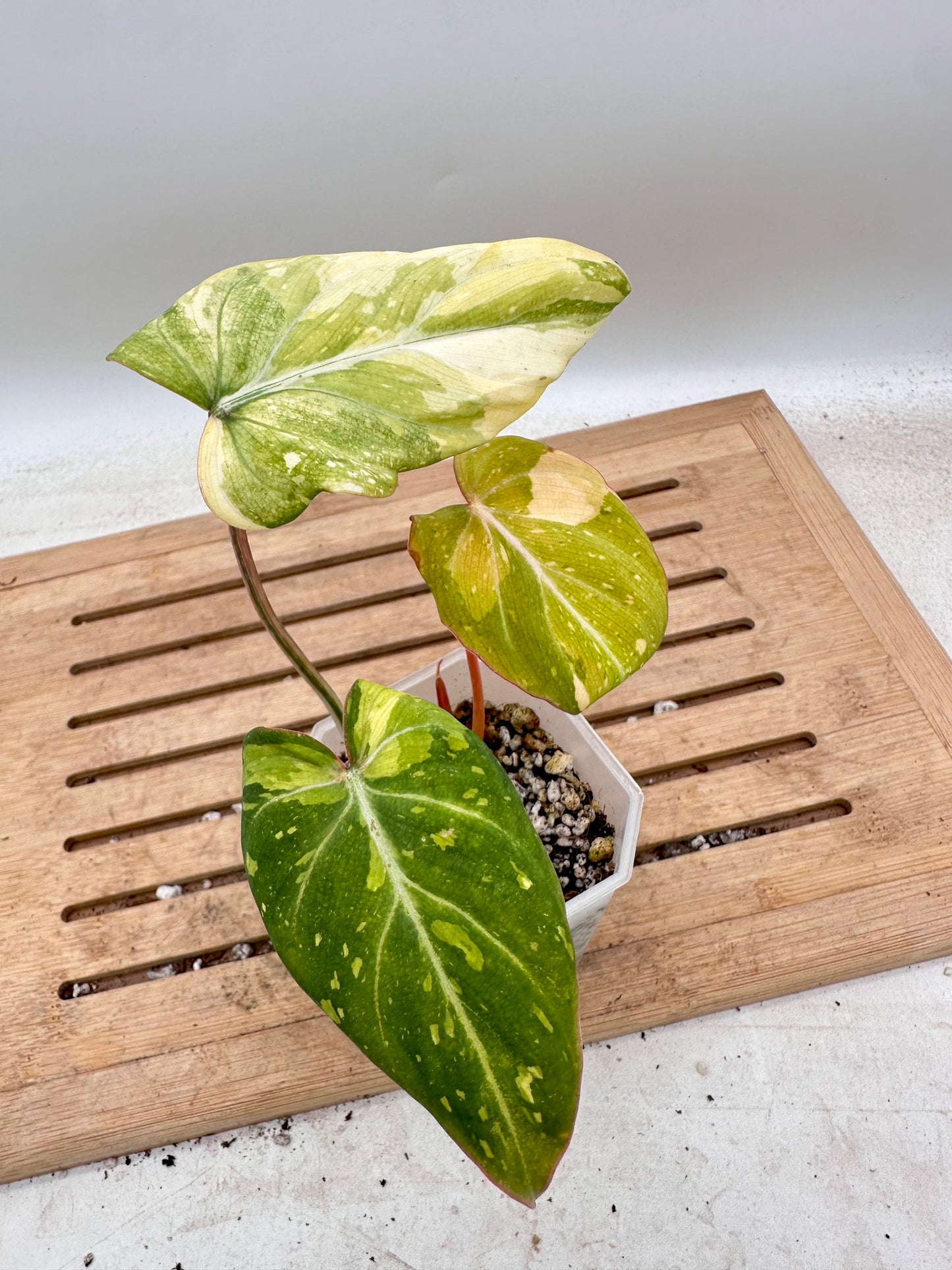 Philodendron Gloriosum Variegated - Clearance Sale 💚