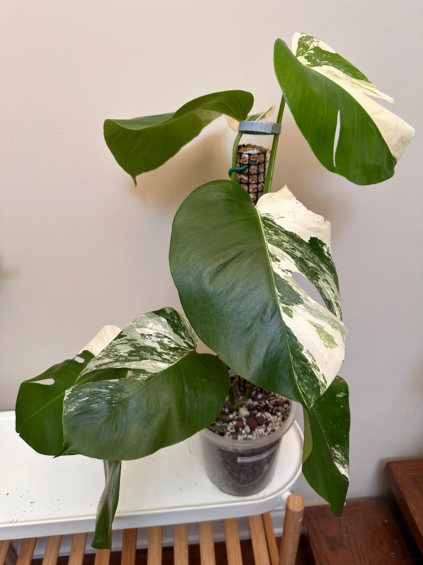 Monstera Borsigiana Albo Variegated