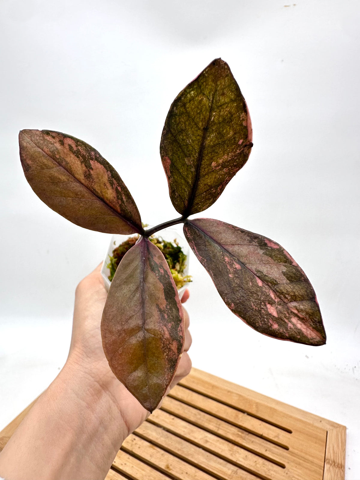 Raven Zz Variegated